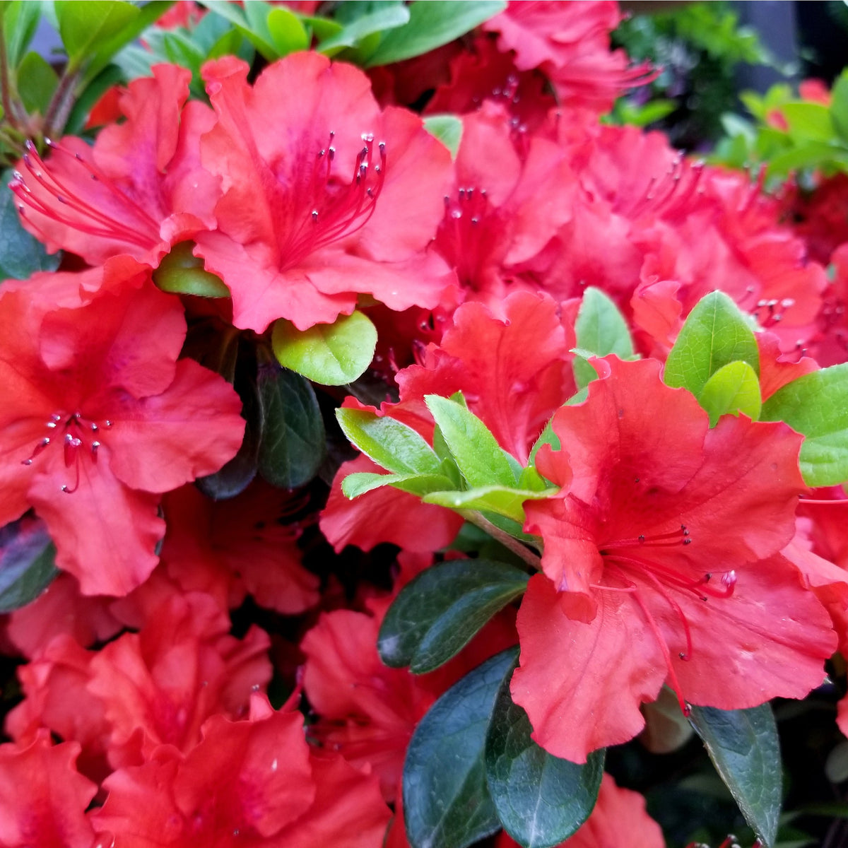 Azalea japonica &#39;Hot Shot Variegata&#39; 2L features striking variegated foliage and vivid red flowers, making this evergreen shrub a standout choice for eye-catching garden displays.