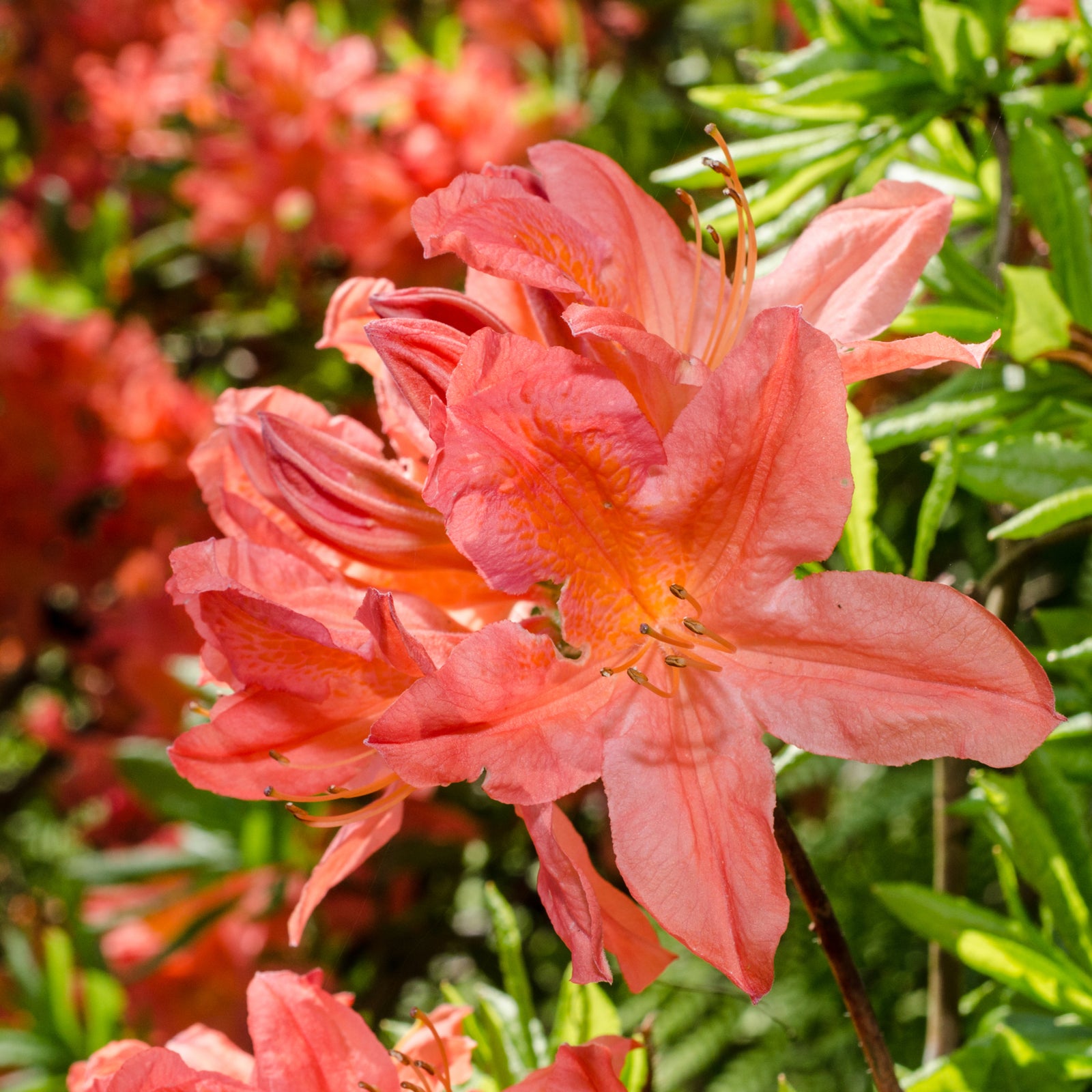 Close-up of Azalea knaphill 'Hotspur Red' (2L / 5L) in vibrant orange-pink bloom, set among green leaves with softly blurred flowers in the background, capturing a sunny garden display.