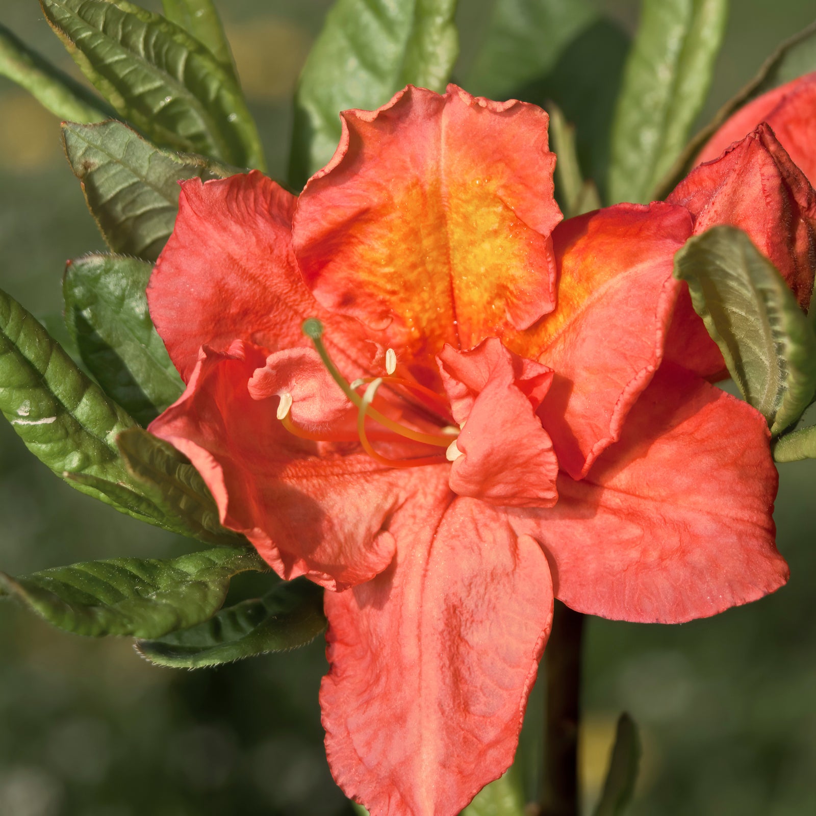 Close-up of Azalea knaphill 'Hotspur Red' (2L / 5L) in vibrant orange-pink bloom, set among green leaves with softly blurred flowers in the background, capturing a sunny garden display.