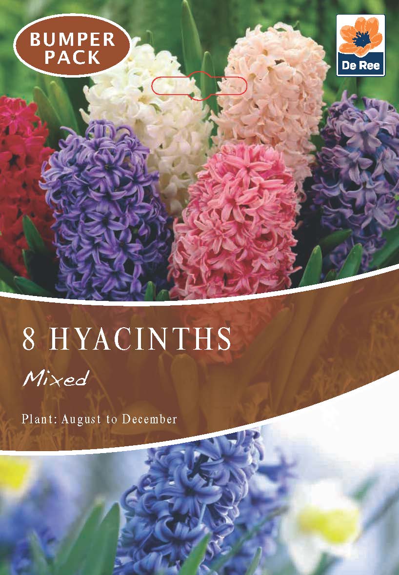 A package of Hyacinth Mixed (3/7 Bulbs), featuring clusters of pink, purple, blue, and white fragrant flowers with green leaves. The text reads 8 Hyacinths Mixed. Plant from August to December for beautiful spring blooms.