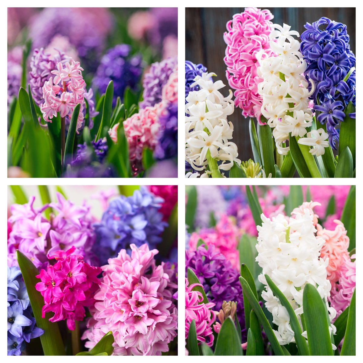A collage of four photos showcases Hyacinth Mixed (3/7 Bulbs) in pink, purple, and white blooms with green leaves, clustered together in a vibrant spring garden.