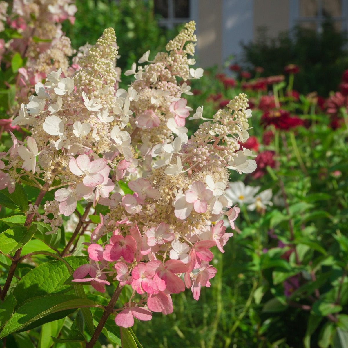 Hydrangea paniculata &#39;Pinky Winky&#39; 3L / 10L features clusters of pink and white star-like flowers blooming in sunlight on a medium shrub with green leaves, set against red flowers and soft greenery in the background.