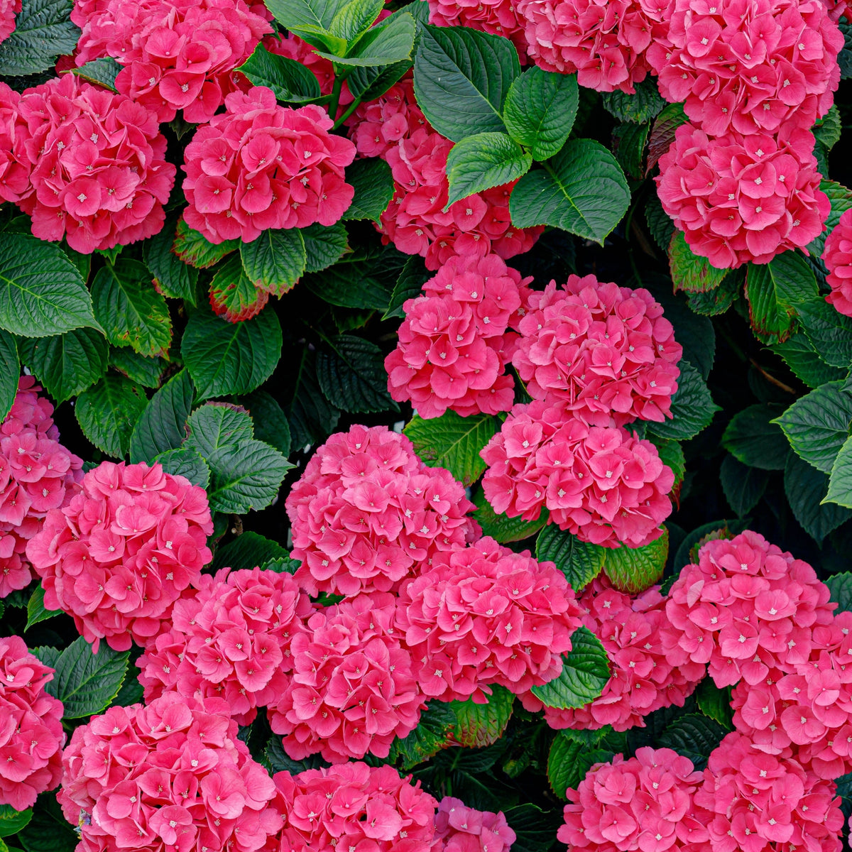Hydrangea macrophylla &#39;Red Ball&#39; (4 sizes available) features clusters of vibrant pink flowers and lush green leaves, creating a dense and colorful display.