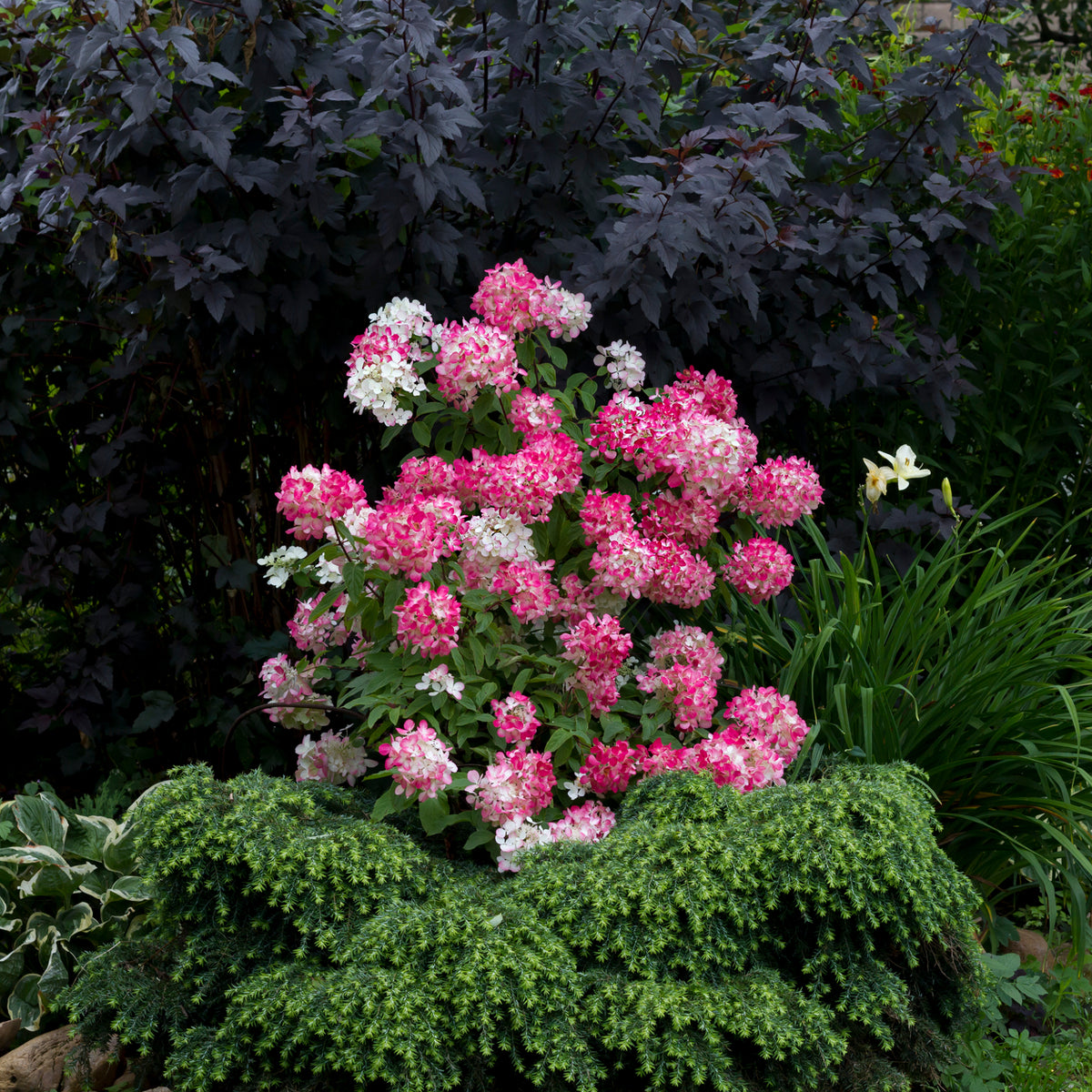 A Hydrangea paniculata Diamant Rouge &#39;Rendia&#39; 5L displays vivid pink and white, cone-shaped flower clusters amid lush green leaves and dark shrubs, with a solitary pale bloom in the background.