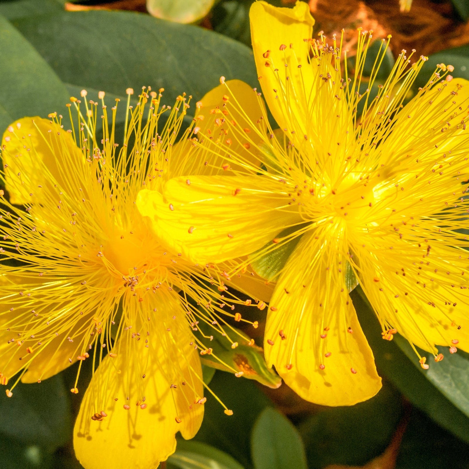 Close-up of two bright yellow Hypericum calycinum 'Rose of Sharon' 1L flowers with long, thin stamens on an evergreen shrub, surrounded by green leaves.