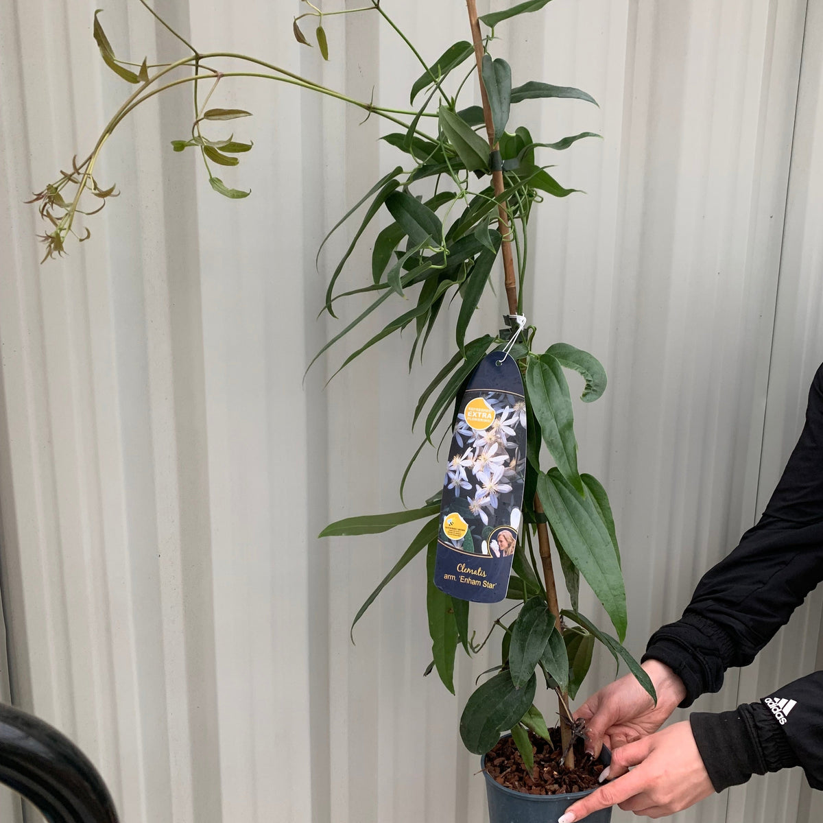 Clematis armandii - &#39;Enham Star&#39;  (Evergreen and Fragrant)