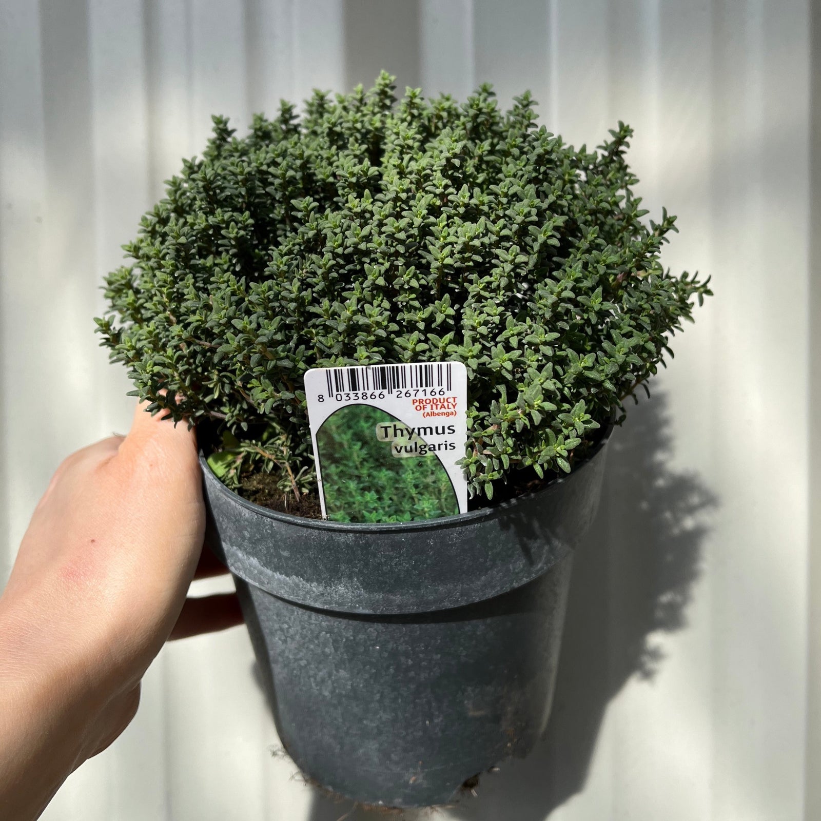 Thymus vulgaris compactus 9cm / 1.5L