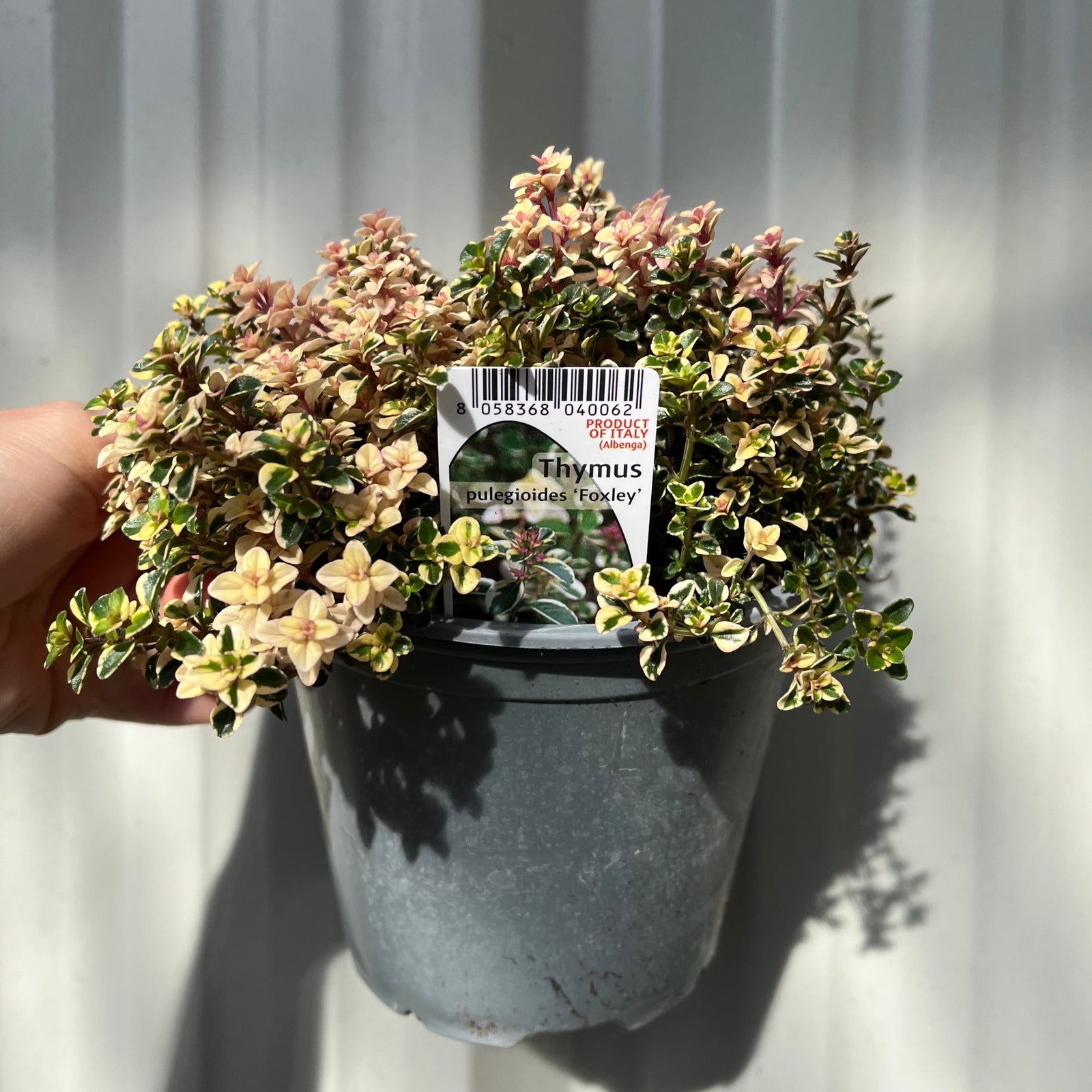 A hand holds a 1.5L pot of Thymus pulegioides 'Foxley' (Foxley Thyme), its fragrant variegated leaves and pink flowers bright against a corrugated metal backdrop.
