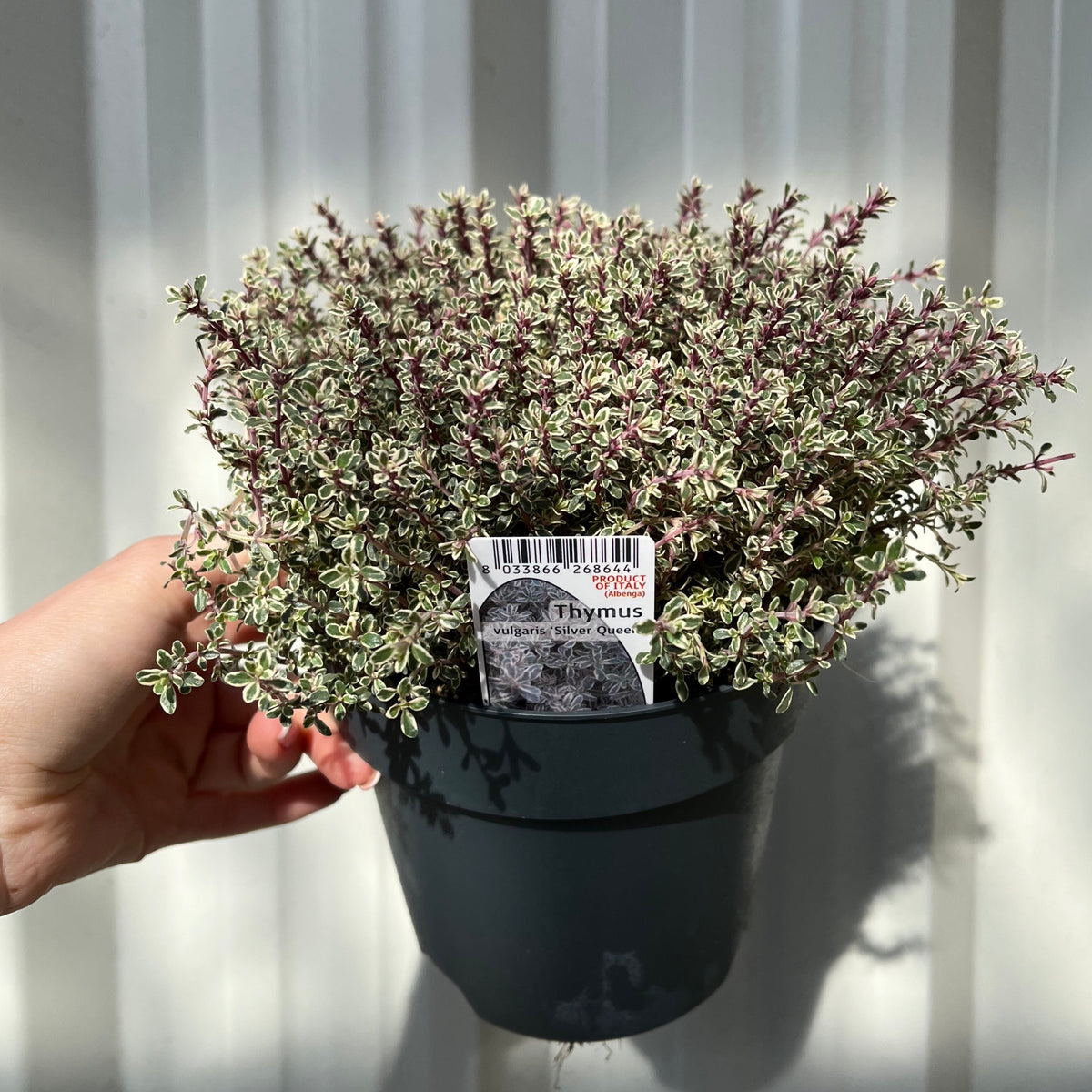 Thymus vulgaris &#39;Silver queen&#39; (Silver Queen Thyme) 1.5L