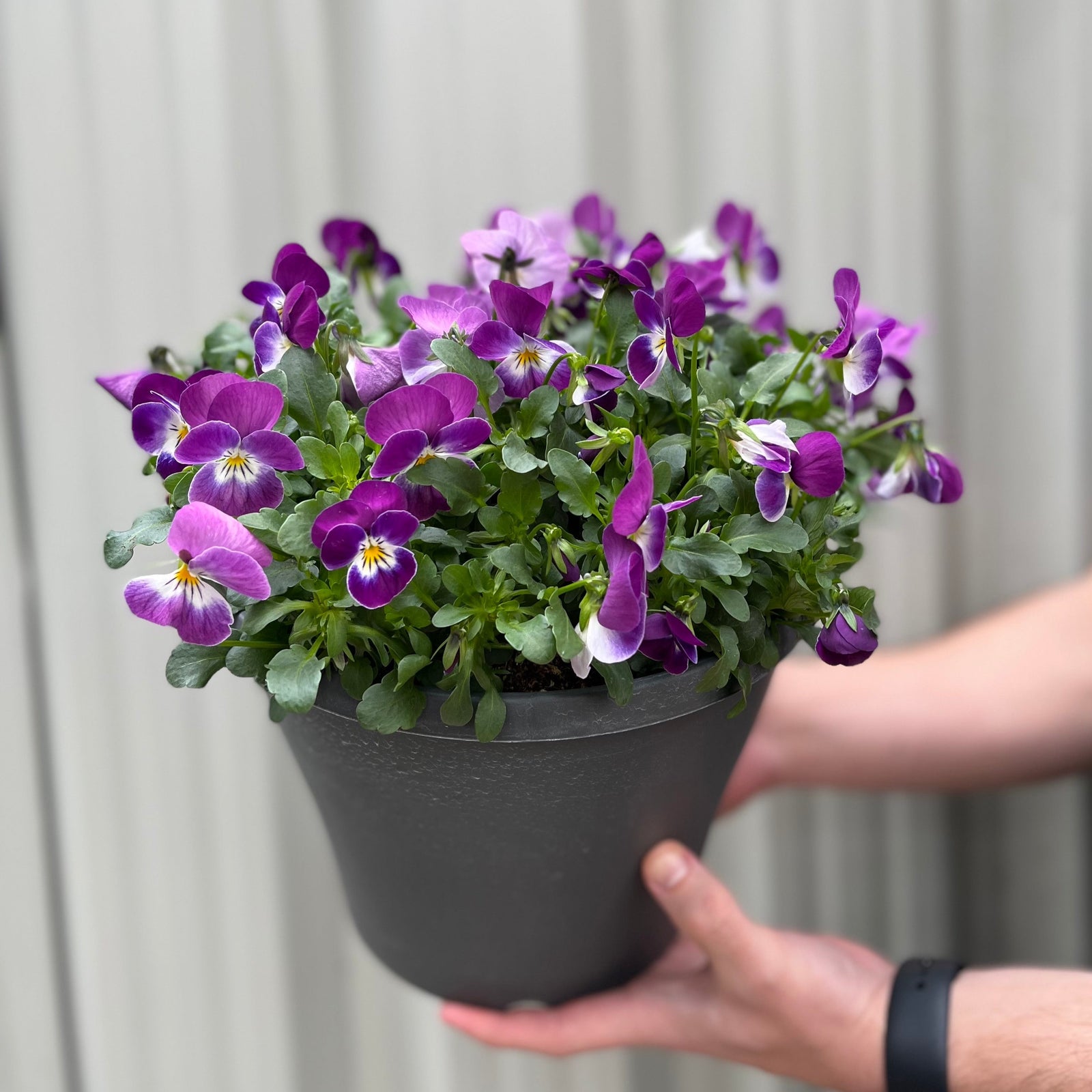 A person holds the Planted Viola Plastic Pot (Purple & Yellow), filled with vibrant blooms, against a softly blurred light background for instant color and charm.