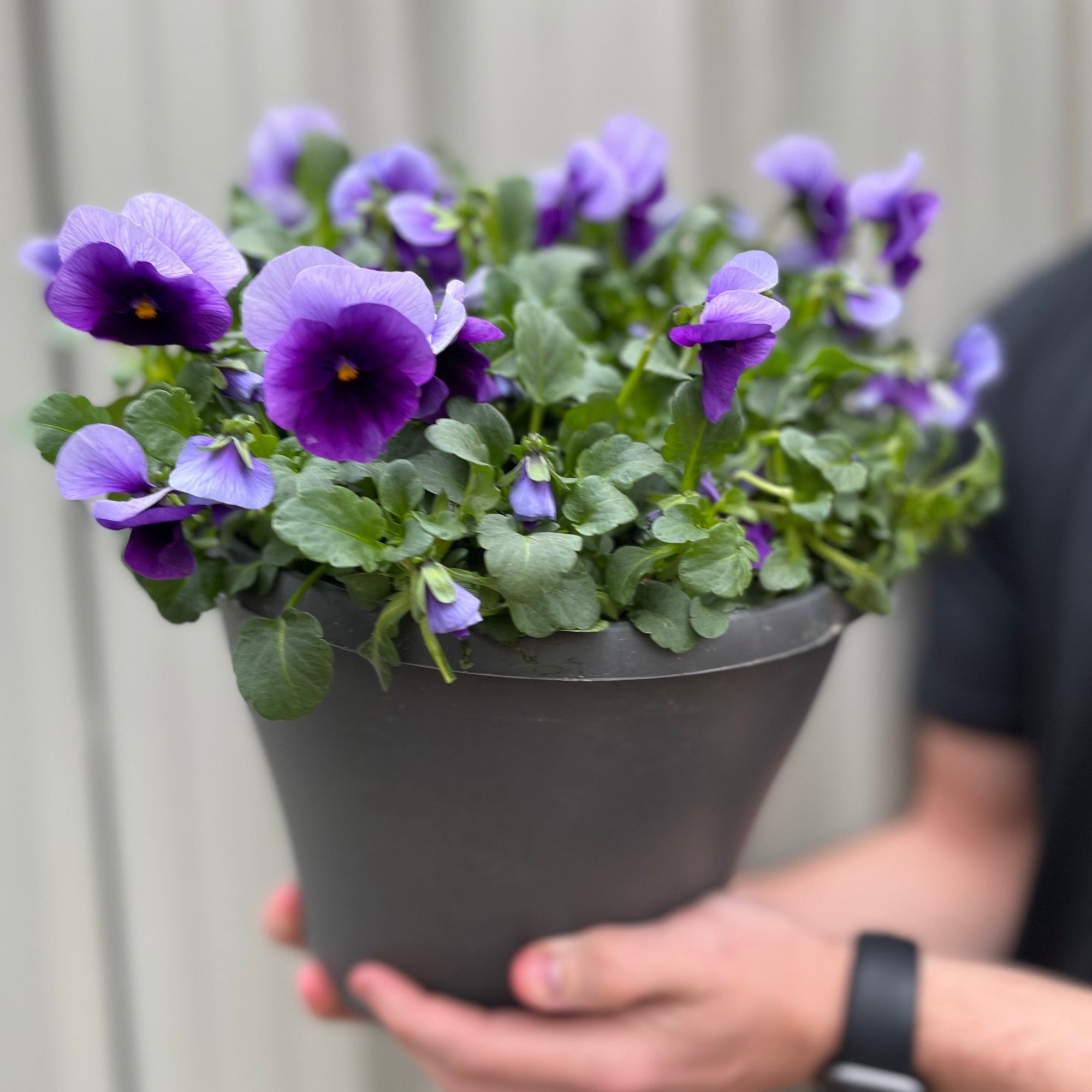 Planted Viola Plastic Pot (Violet)