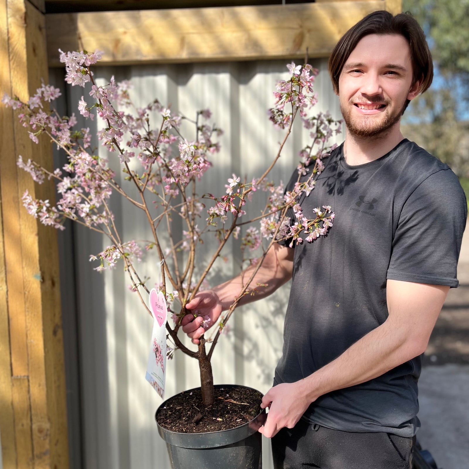 A smiling man in a black shirt holds a Prunus Niponica 'Ruby' Ornamental Flowering Cherry Blossom Tree (7.5L, 1m) in bloom. Sunlight creates soft shadows against a wooden structure and corrugated metal wall in the background.
