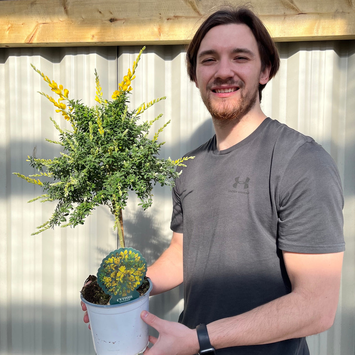 A man holding a Broom Cytisus &#39;Racemosus&#39; On Stem 50cm, a semi-evergreen plant prized for its fragrant yellow flowers.