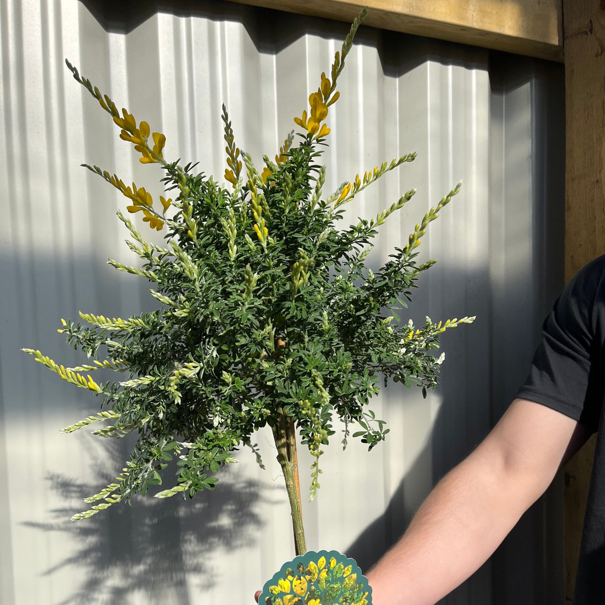 Broom Cytisus &#39;Racemosus&#39; On Stem 50cm