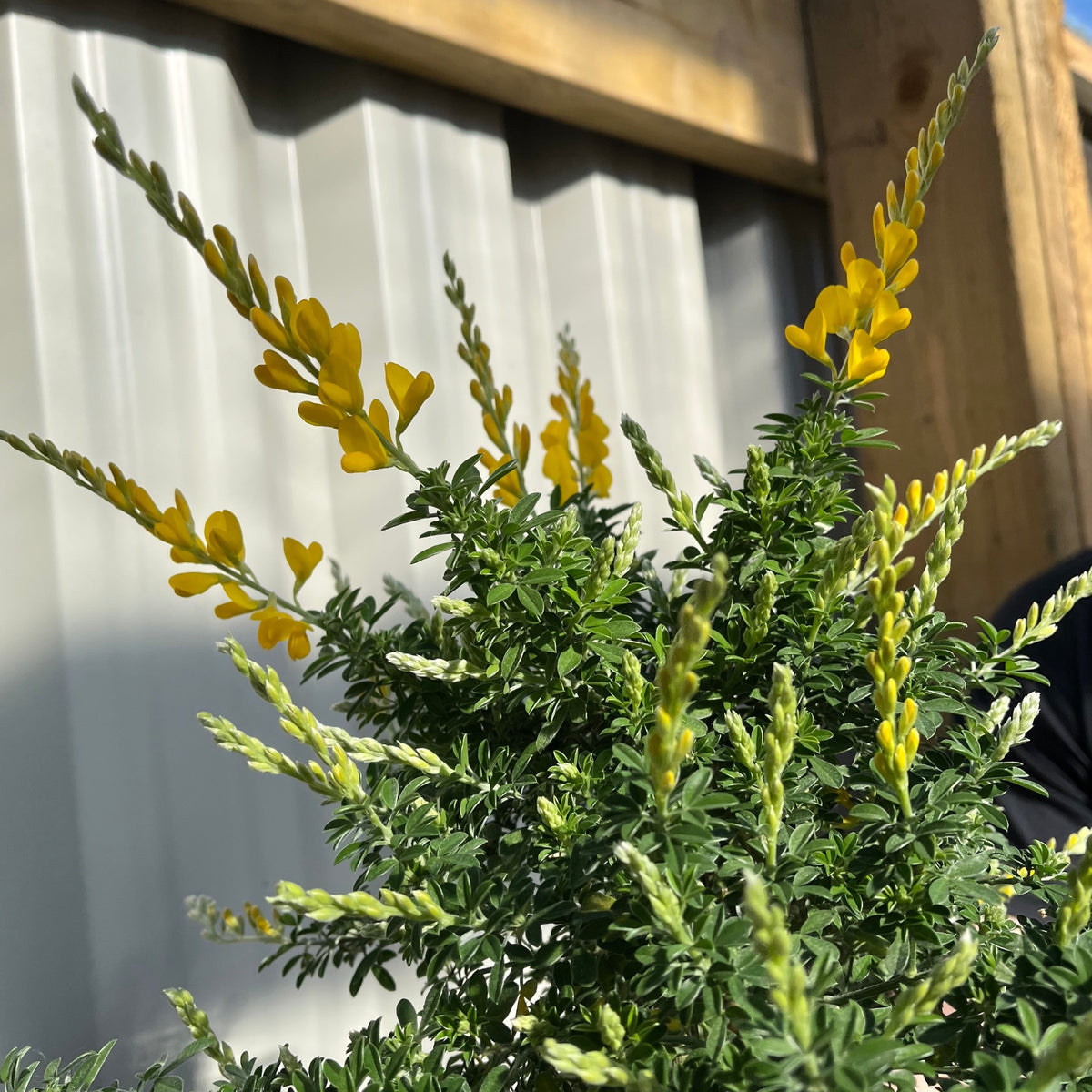 A close-up of Broom Cytisus &#39;Racemosus&#39; On Stem 50cm shows clusters of fragrant yellow blooms in sunlight, with a wooden structure and corrugated metal siding in the background.