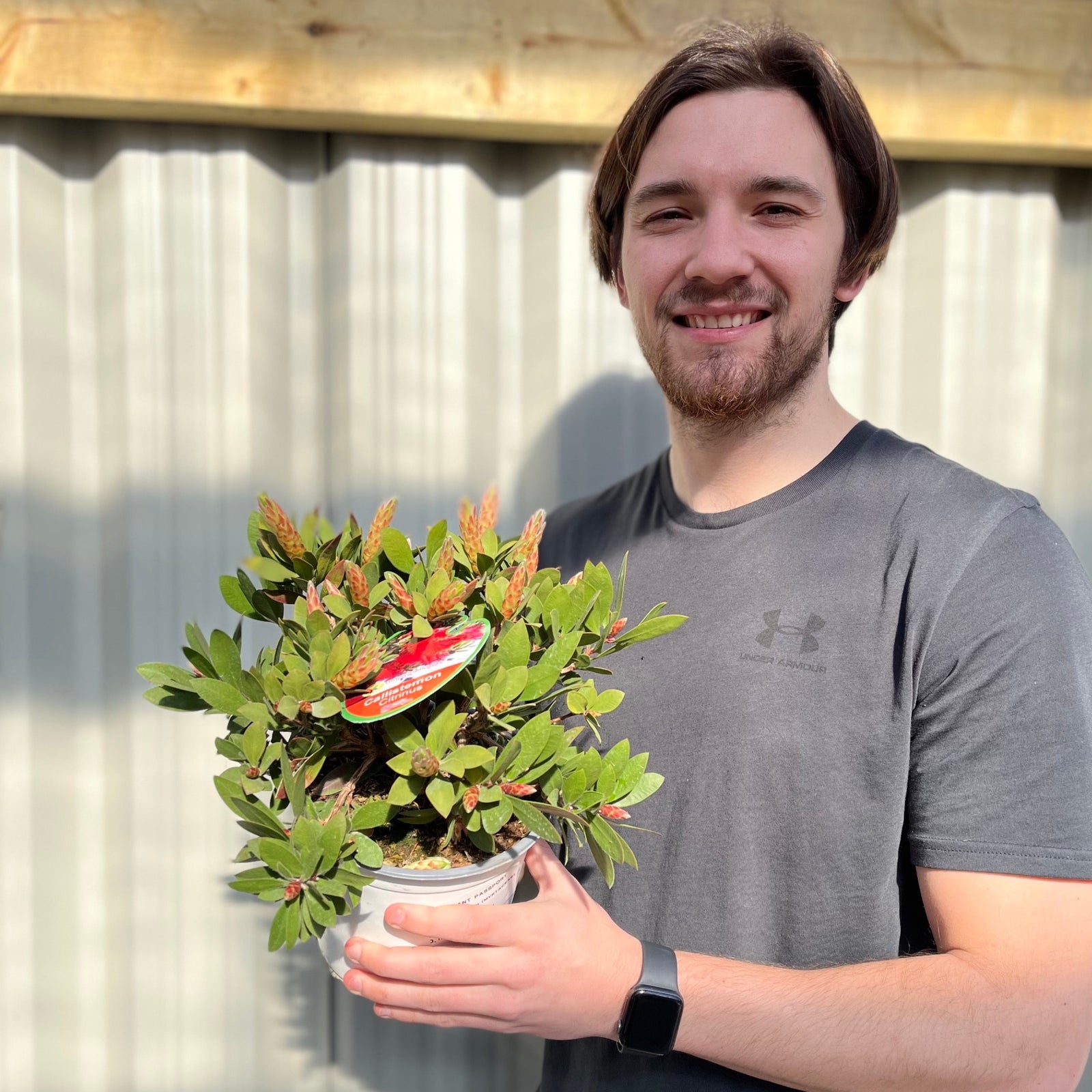 A smiling person with short brown hair and a beard, wearing a gray Under Armour shirt and smartwatch, stands outdoors holding a Callistemon citrinus splendens | Bottle Brush Plant | 2L in a pot with flowering stems, small buds, and a red plant tag.