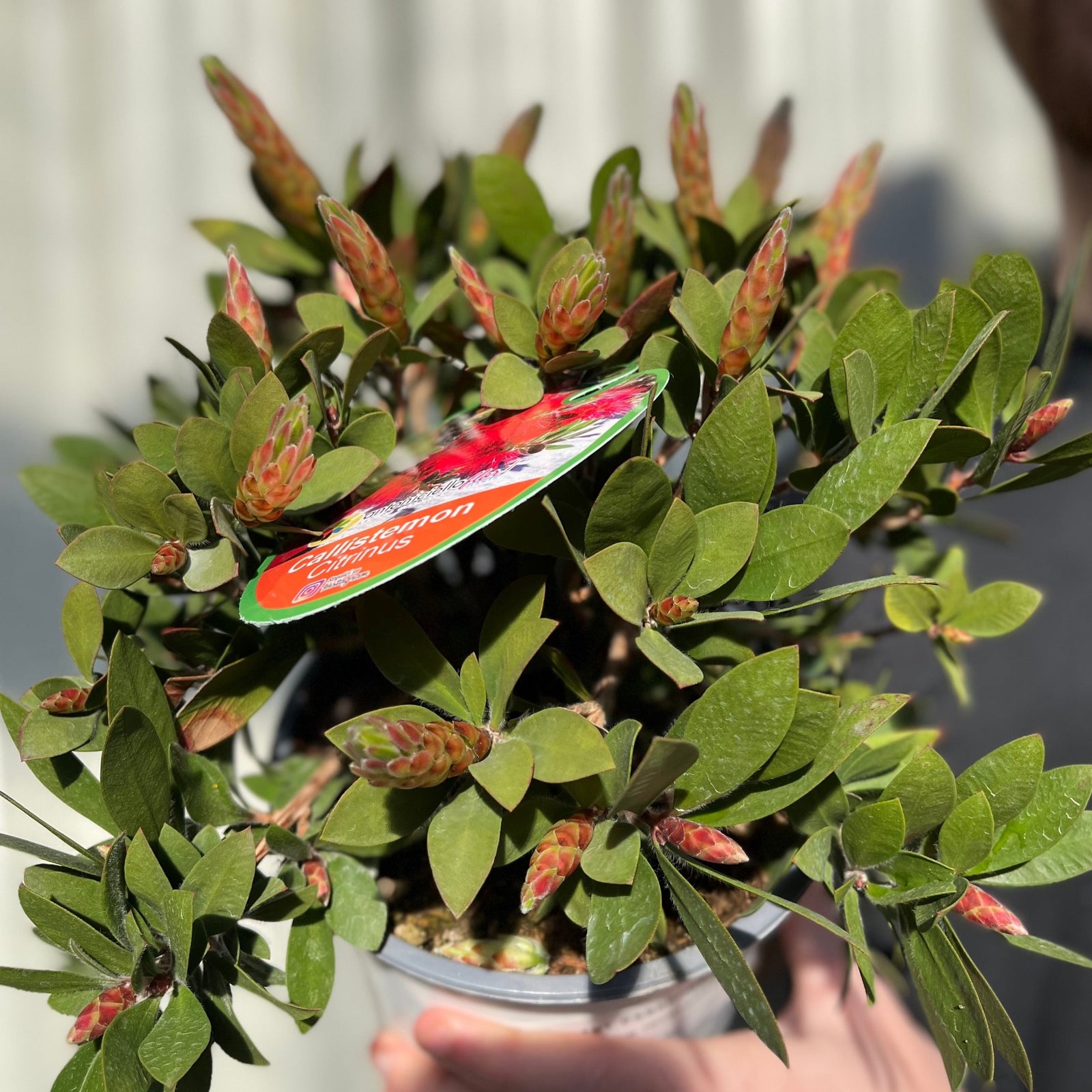 A smiling person with short brown hair and a beard, wearing a gray Under Armour shirt and smartwatch, stands outdoors holding a Callistemon citrinus splendens | Bottle Brush Plant | 2L in a pot with flowering stems, small buds, and a red plant tag.