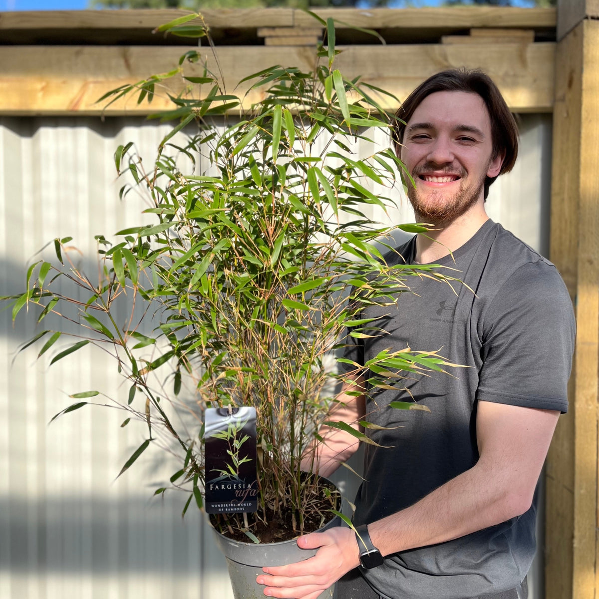 Fountain Bamboo | Fargesia Rufa (90cm)