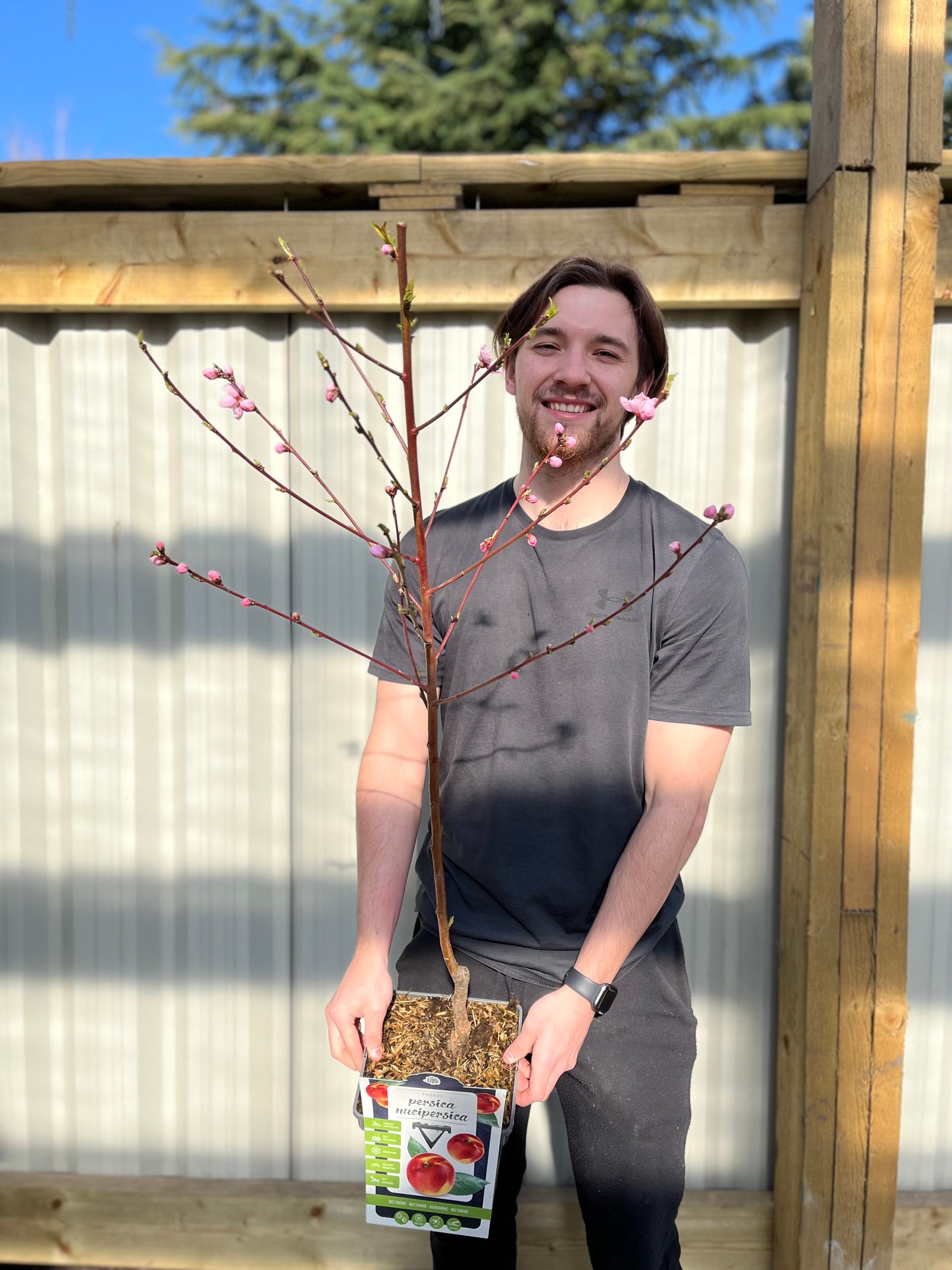 Patio Nectarine Tree - Prunus Persica nucipersica - Nectarine 1m