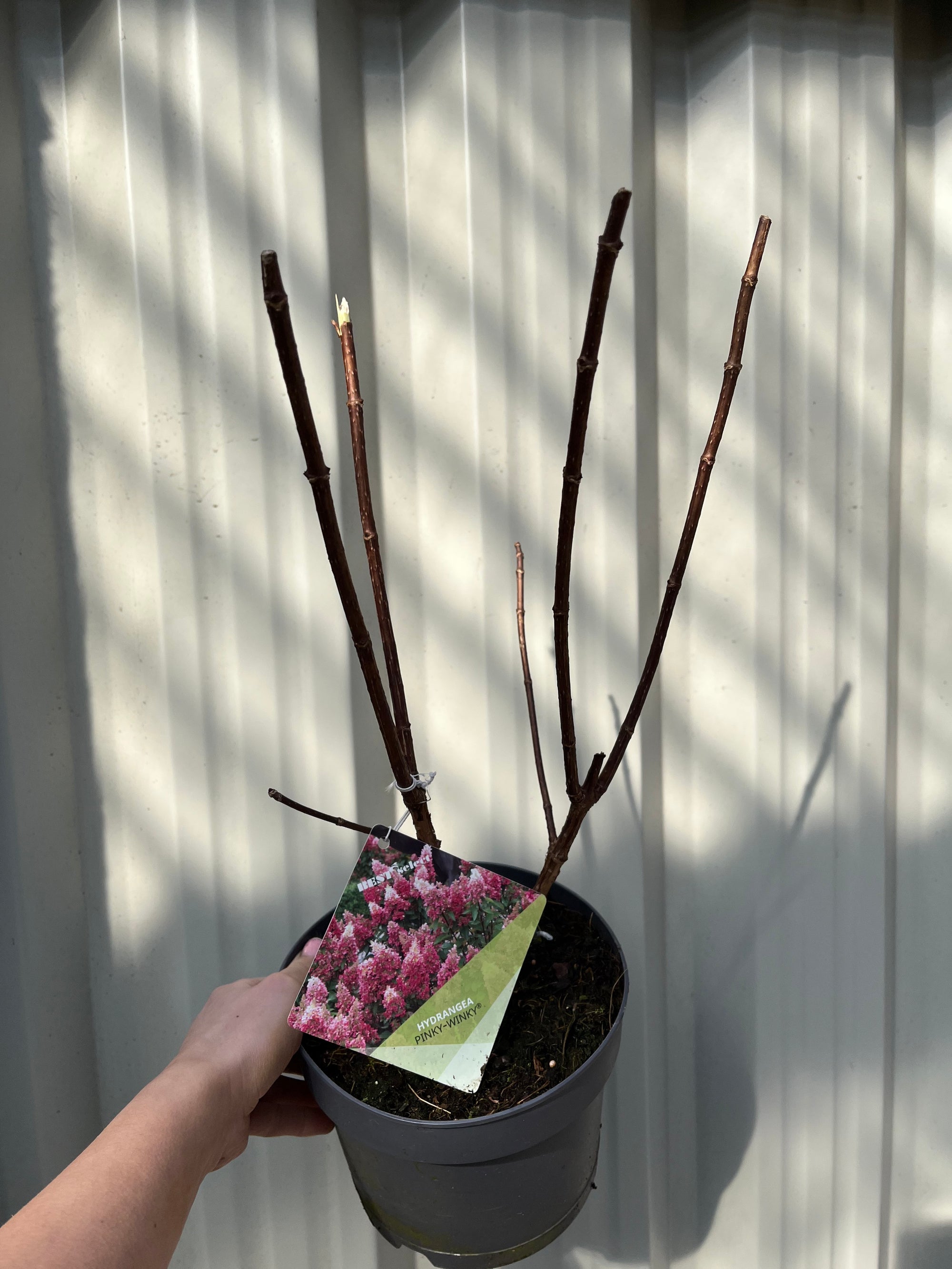 Hydrangea paniculata 'Pinky Winky' 2L