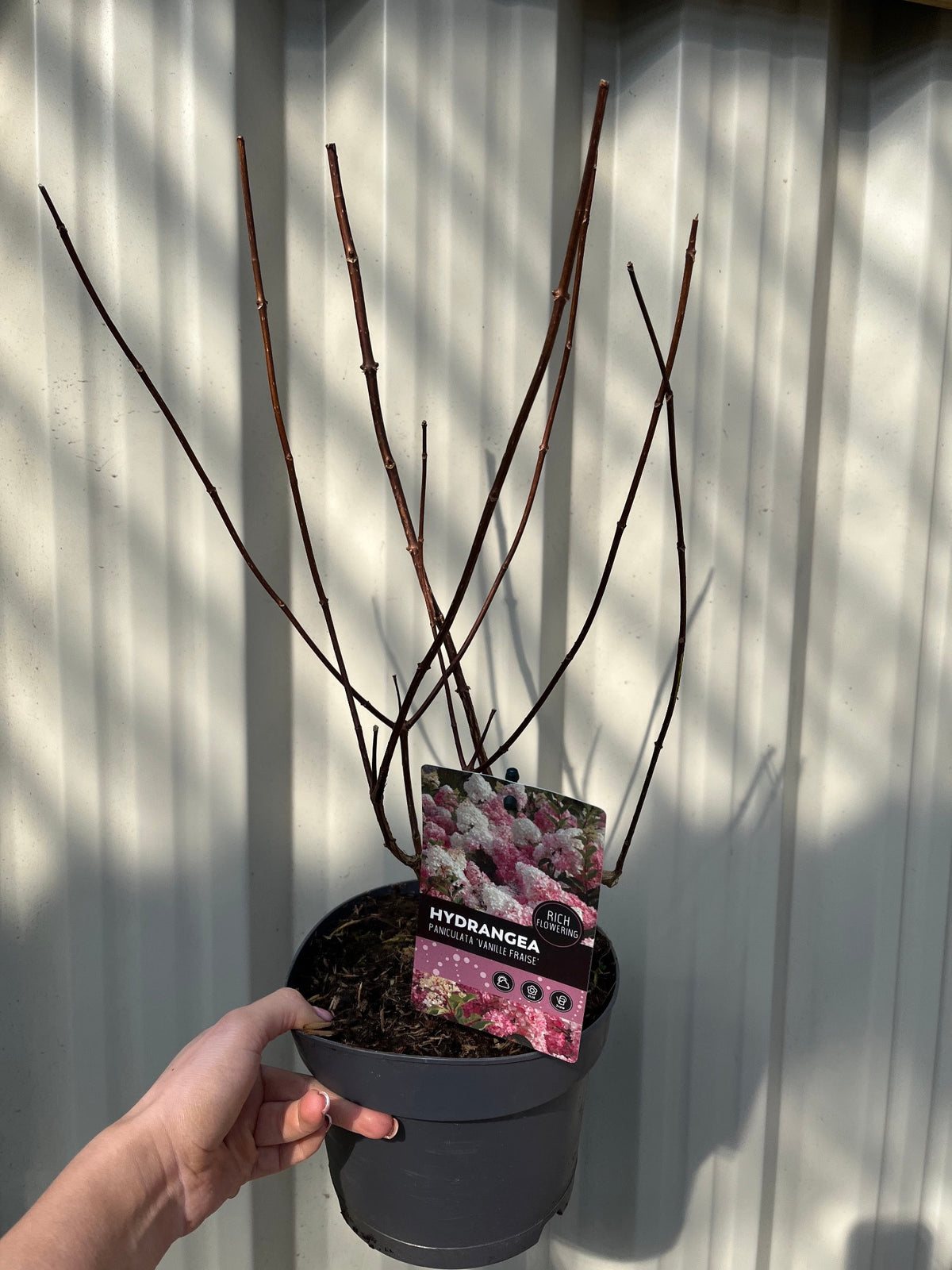 A hand holds a Hydrangea paniculata &#39;Vanille Fraise&#39; (9cm / 2L / 3L) in a black pot, showing bare branches. A plant tag with pink and white blooms and care info is attached. Background features a metal wall.