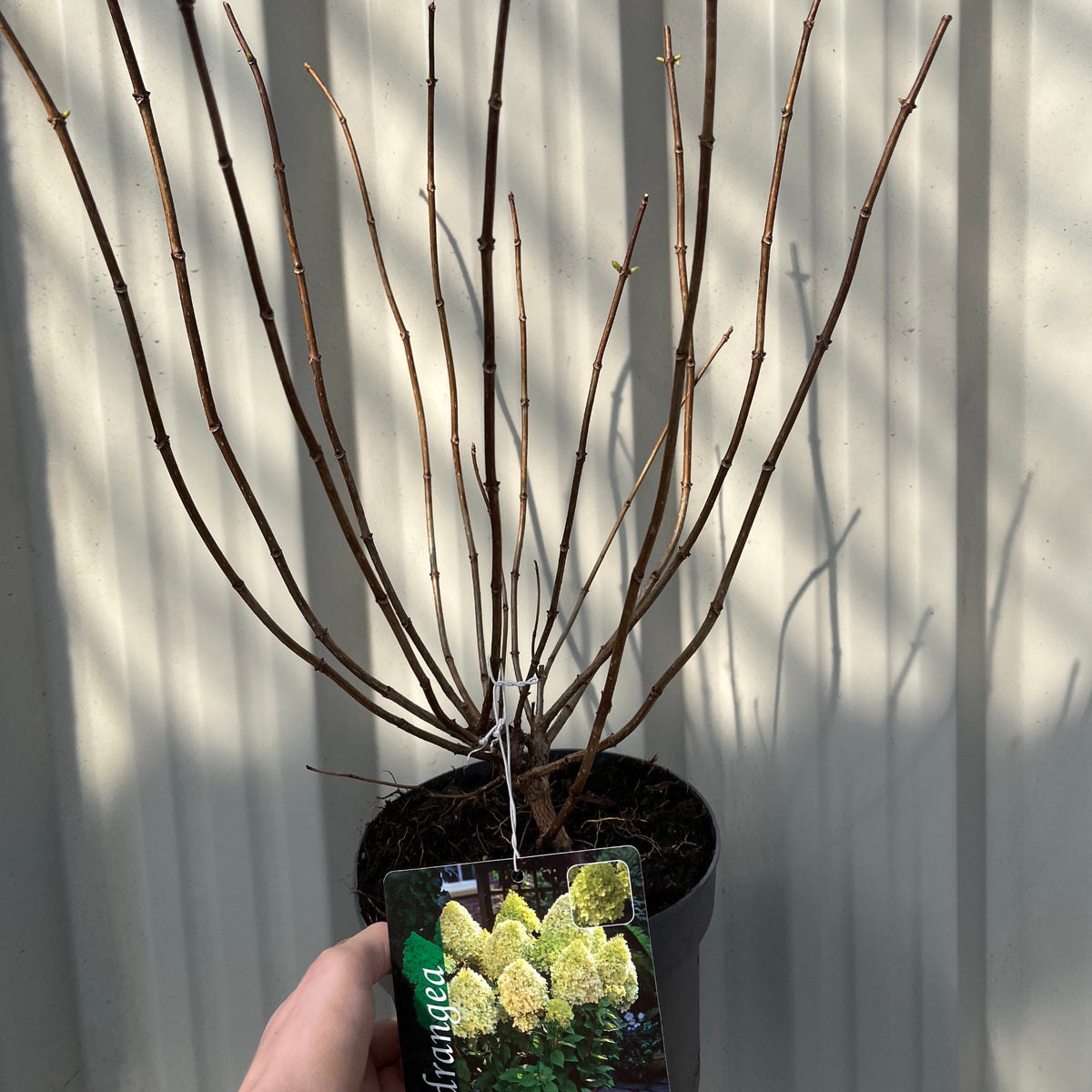 Hydrangea paniculta &#39;LimeLight&#39; 9cm/2L/5L