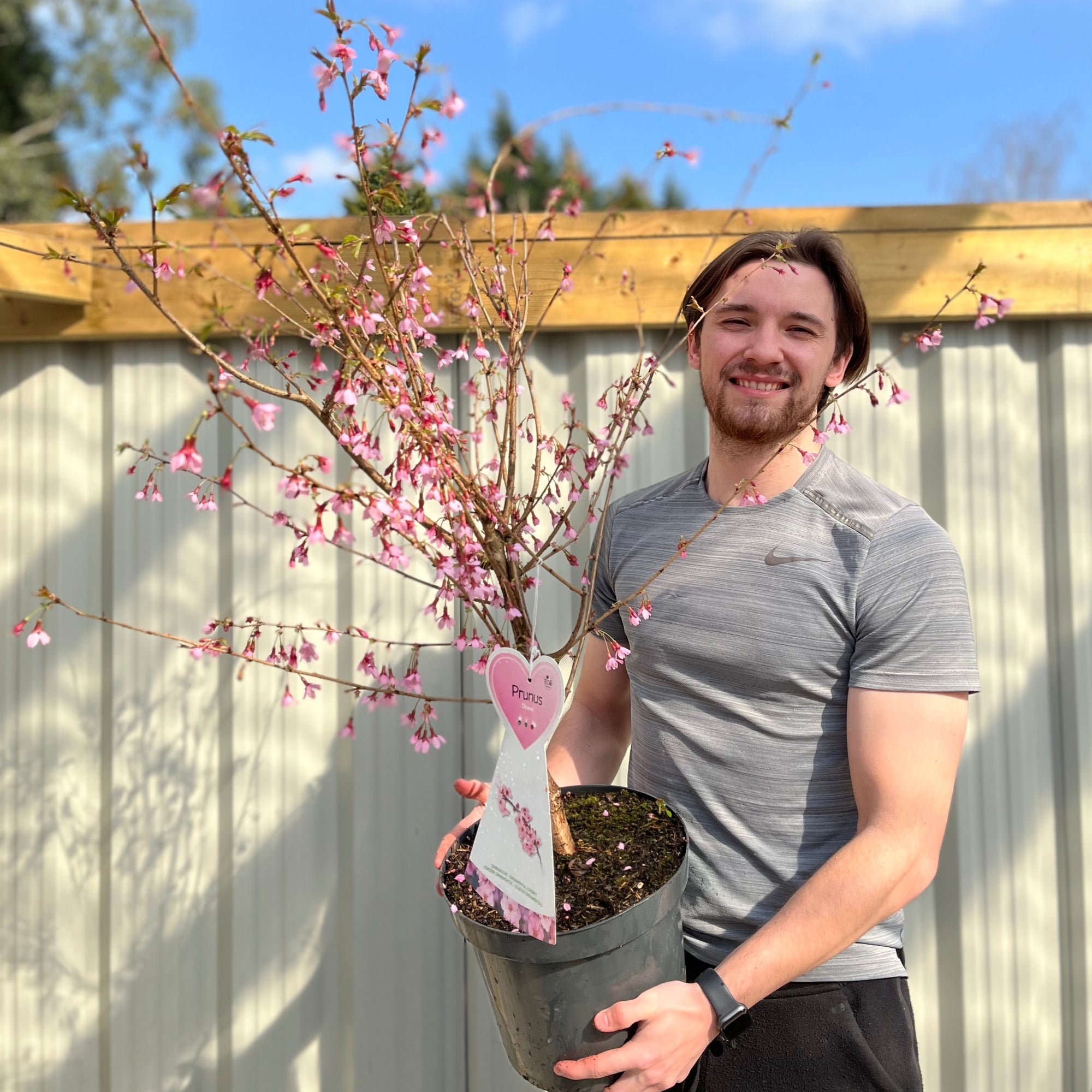 Prunus 'Okame' | Pink Flowering Cherry Tree | Blossom Tree 1M