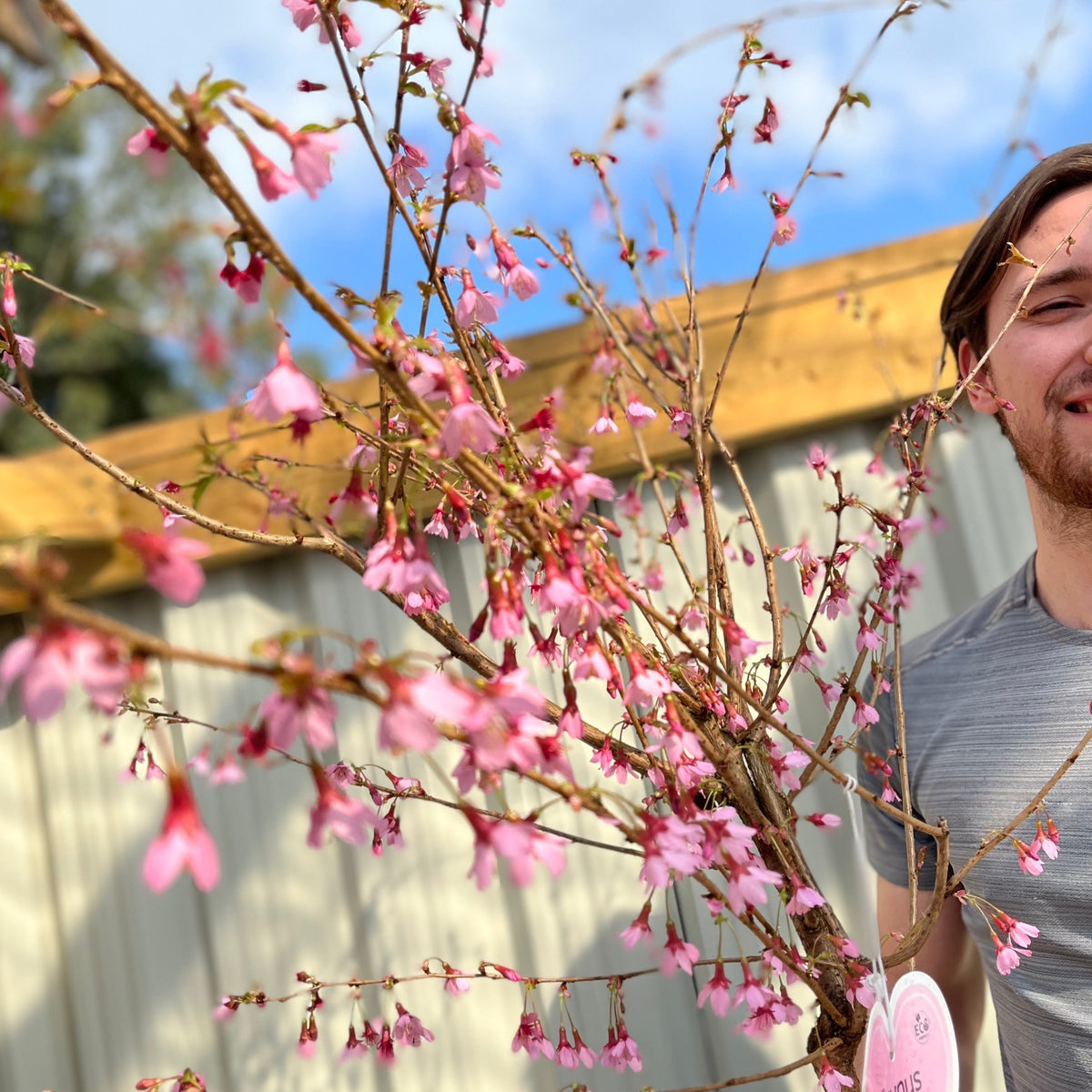 Prunus &#39;Okame&#39; | Pink Flowering Cherry Tree | Blossom Tree 1M