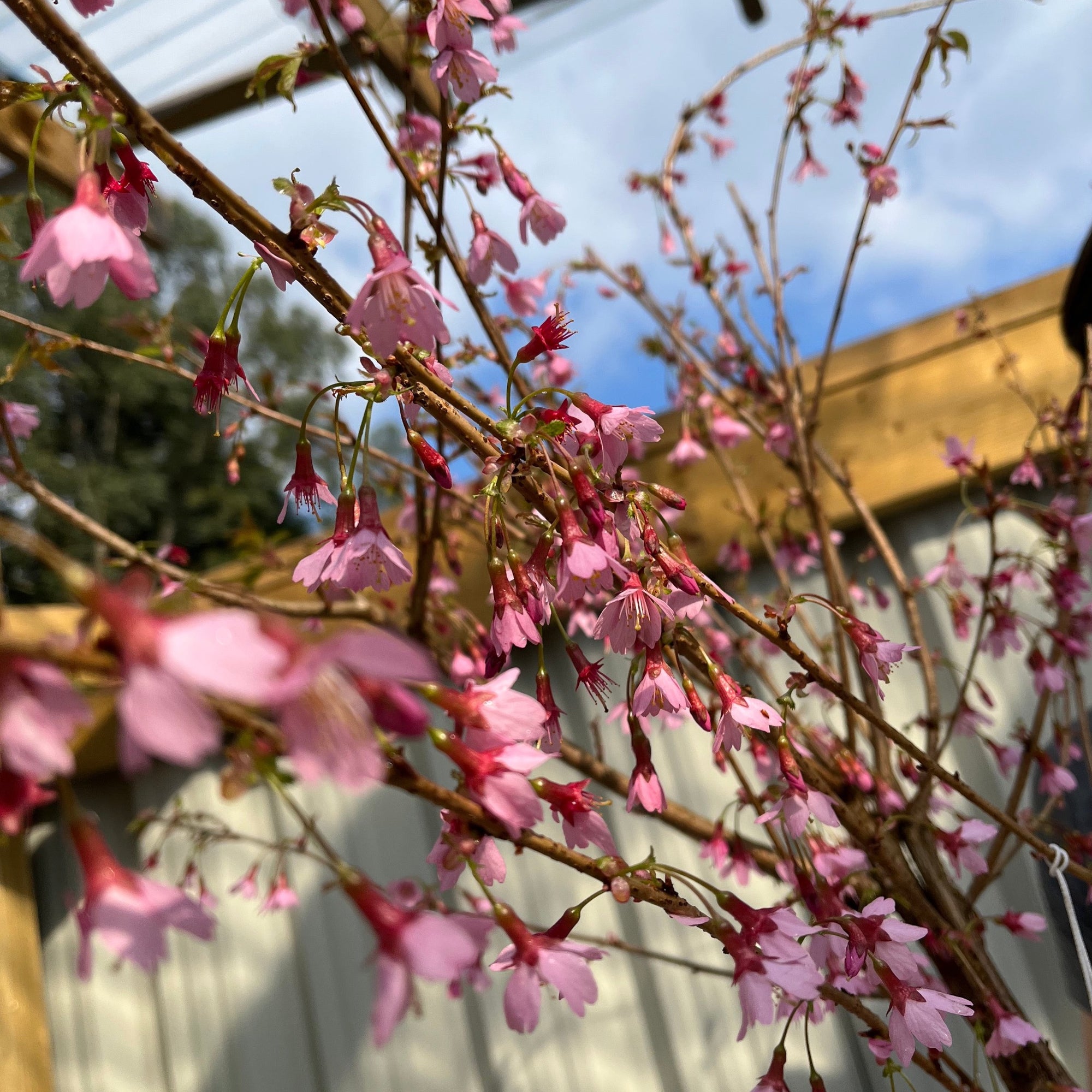 Prunus 'Okame' | Pink Flowering Cherry Tree | Blossom Tree 1M