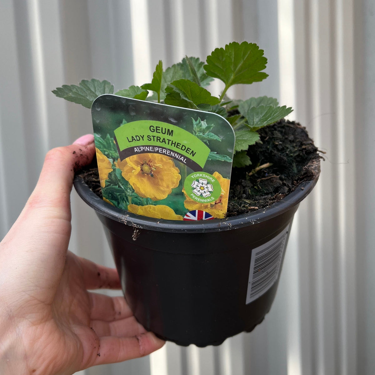 A hand holds a small black pot with green leaves and a label for Geum &#39;Lady Stratheden&#39; (Various Sizes Available), a classic garden perennial. The label features a yellow flower, a British flag, and a corrugated metal background.