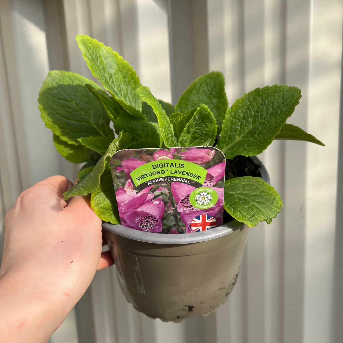 A hand holds a 9cm Digitalis purpurea Lavender (Foxglove) with lush green leaves and a tag featuring nectar-rich flowers and a British flag—ideal for bringing cottage garden charm to a pale vertical wall.
