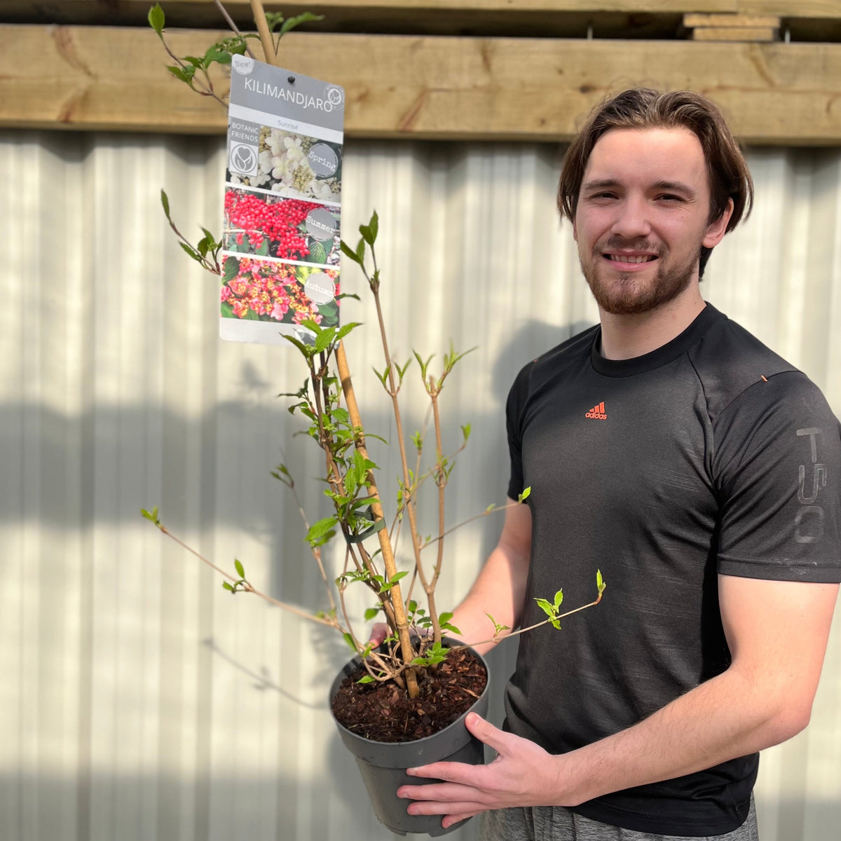A young man in a black shirt smiles while holding a Viburnum Kilimandjaro Sunrise 100cm pot, an award-winning plant with white flowers and red berries, standing in front of a light-colored corrugated fence.