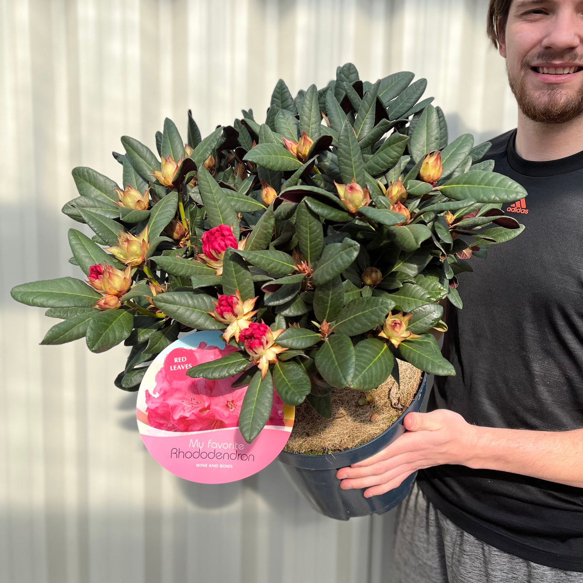 Rhododendron Wine and Roses (2 Sizes)