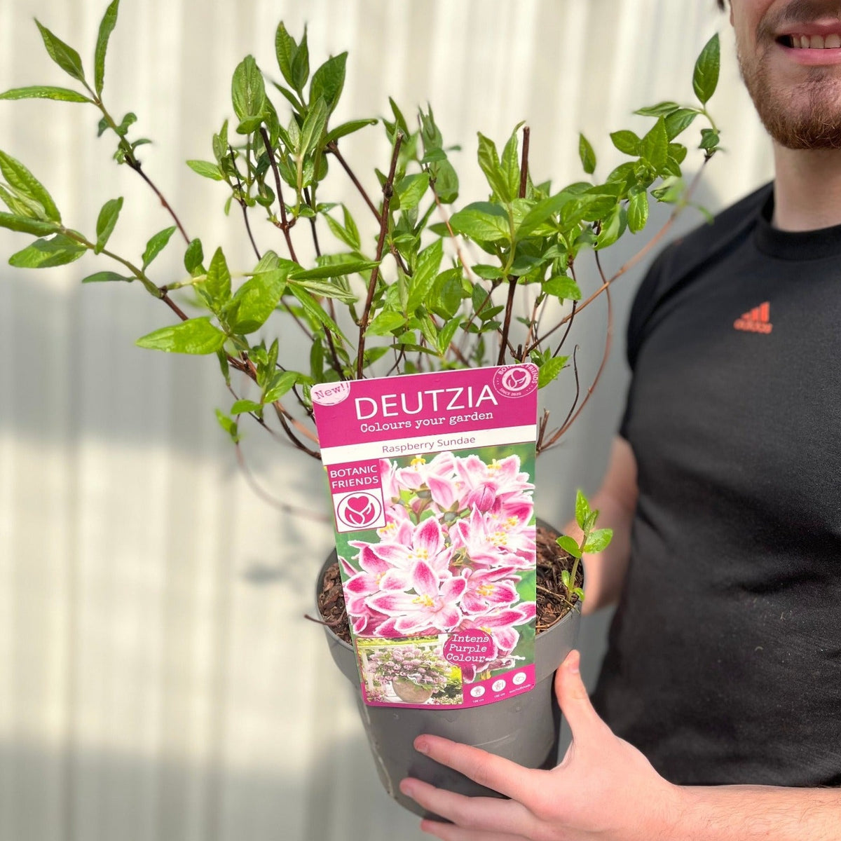 A person in a black shirt holds a 3L pot of Deutzia &#39;Raspberry Sundae&#39;, a compact shrub with green leaves. The label displays pink fragrant flowers and the product name. A light-colored wall is in the background.