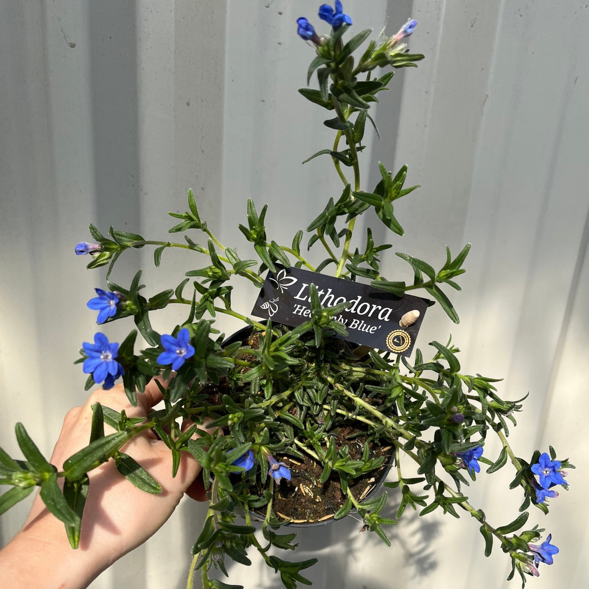 Lithodora &#39;Heavenly Blue&#39;