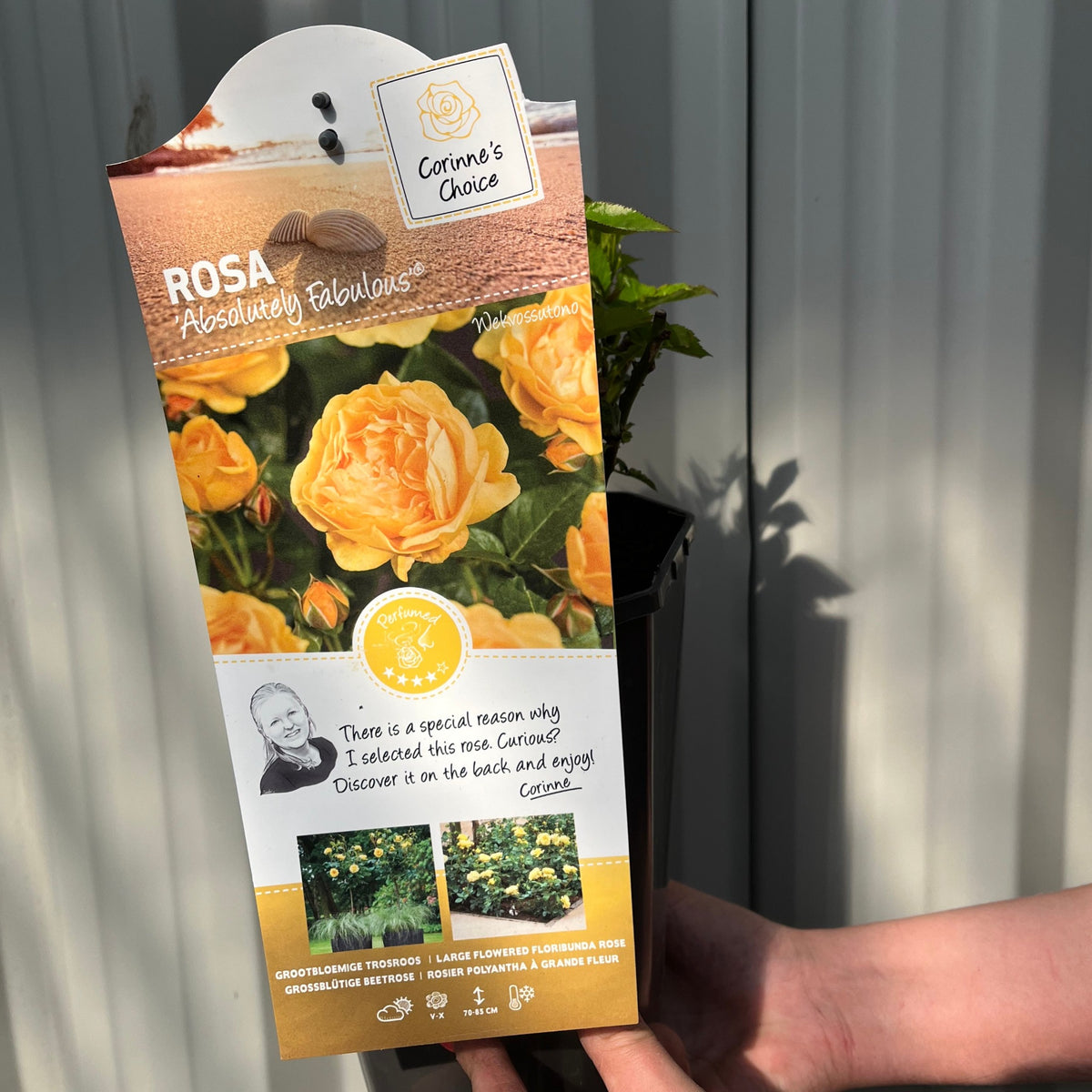 A hand holds a label for Absolutely Fabulous | Floribunda | 4L Potted Rose (PRE ORDER DECEMBER &#39;25), showing yellow roses, care details, and a message from Corinne. A pot with green leaves is partly visible against a light background.