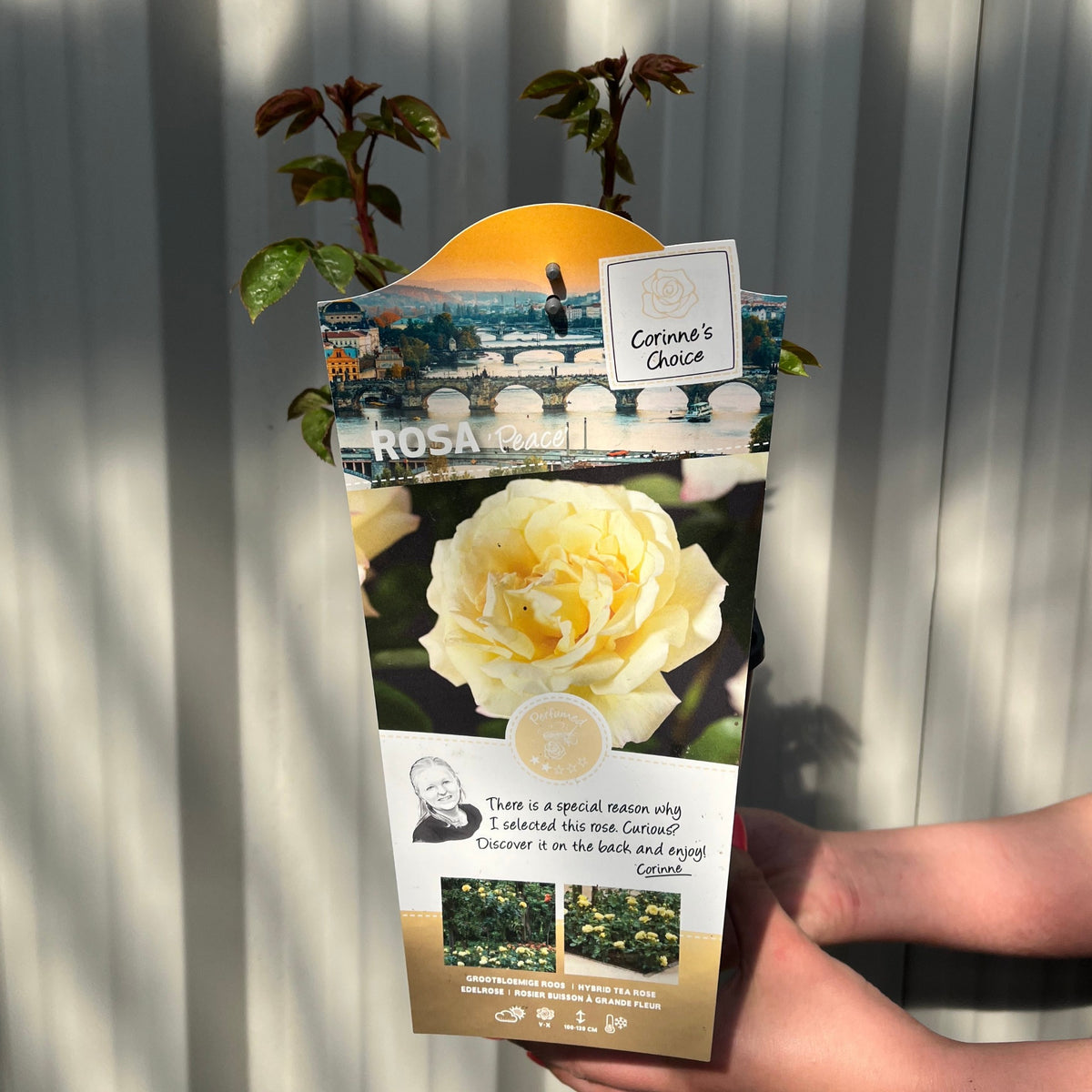 A person holds a Rose &#39;Peace&#39; | Hybrid Tea | 4L Potted Rose (PRE ORDER DECEMBER &#39;25) package with a large photo of fragrant yellow blooms, Corinnes Choice tag, and care info, all set against a sunlit, light background.