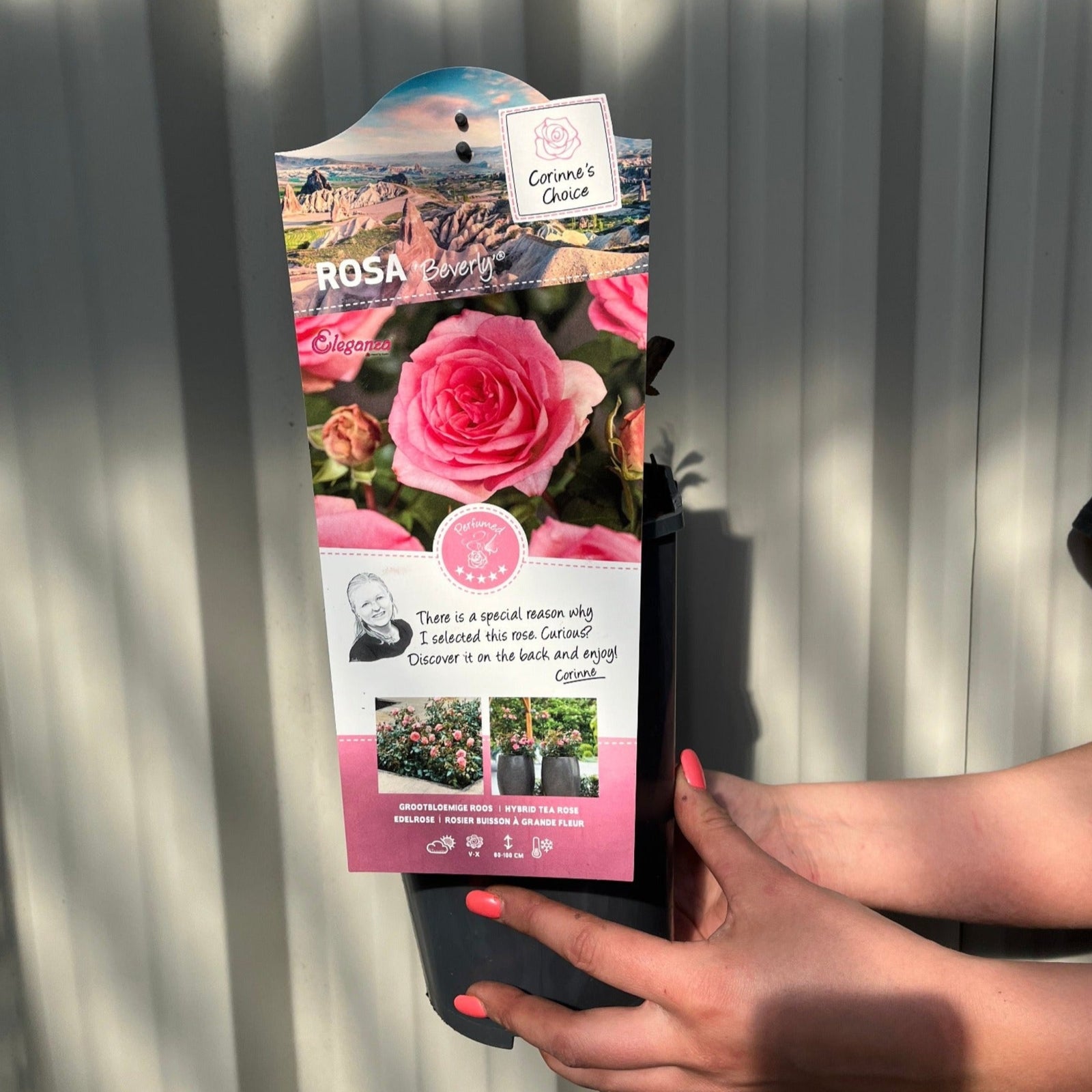 A person with pink-painted nails holds a plant label for Beverley - Hybrid Tea Rose - 4L, showing images of pink blooms, a circular award sticker, and a short message beside a small photo of a woman.