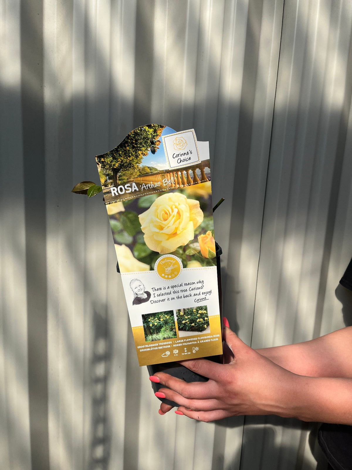A person with red nails holds a 4L potted box of Rose Arthur Bell | Floribunda Rose (PRE ORDER DECEMBER &#39;25), featuring yellow blooms. The box displays rose images and plant info, set against a cream corrugated wall with shadow patterns in the background.