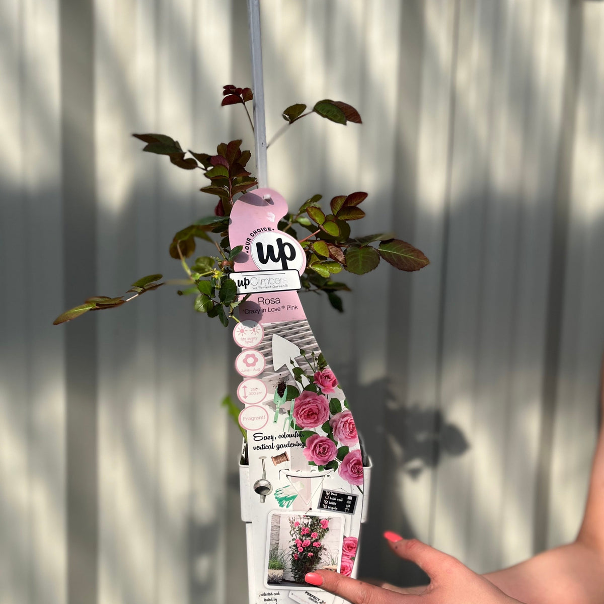 A hand holds a Climbing Rose 'Crazy In Love' - Pink 2L with a pink care label and images of blooming pink roses, set against a light vertical panel background.