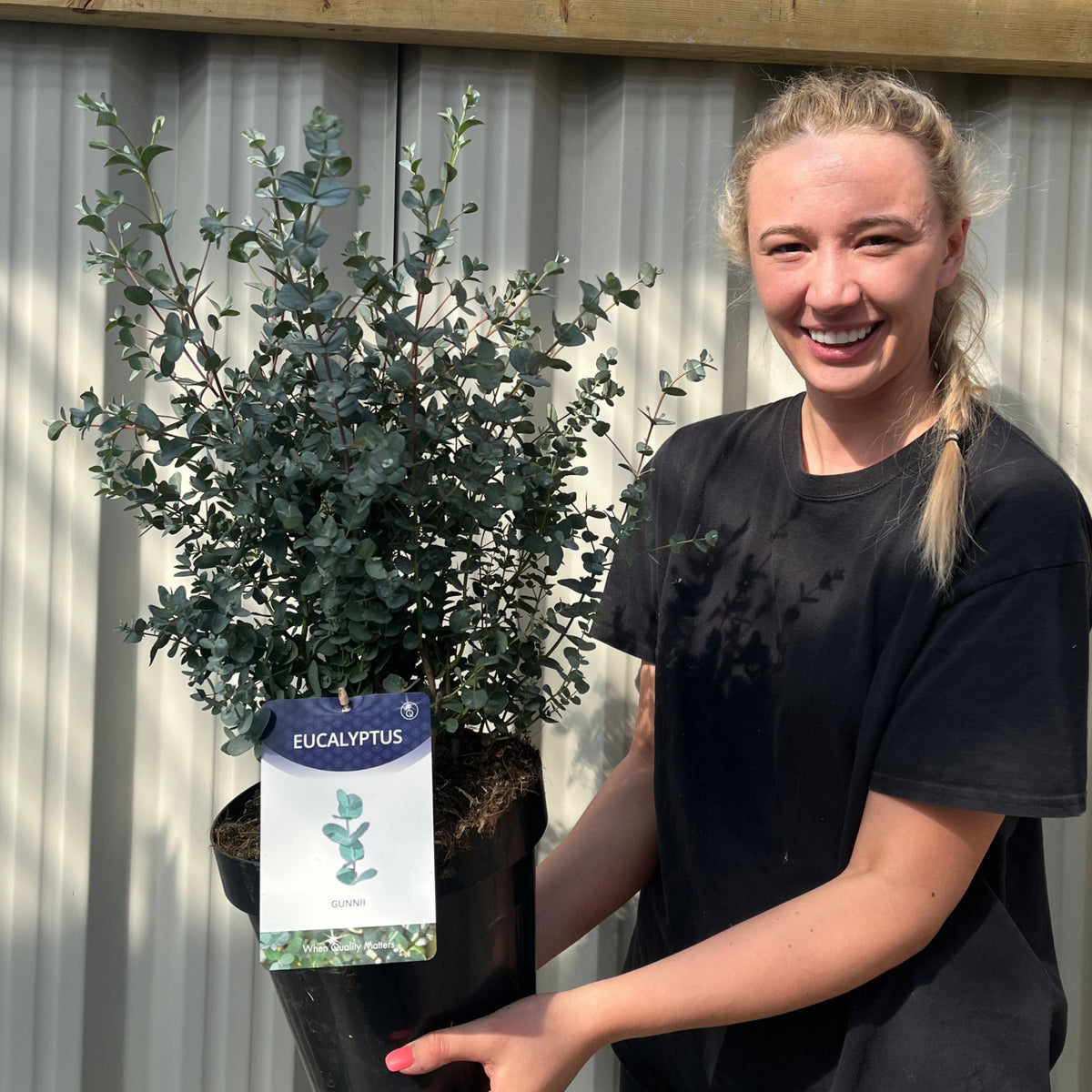A woman holds a Eucalyptus &#39;Gunnii&#39; in a 2L/5L pot, admired for its striking silver-blue foliage.