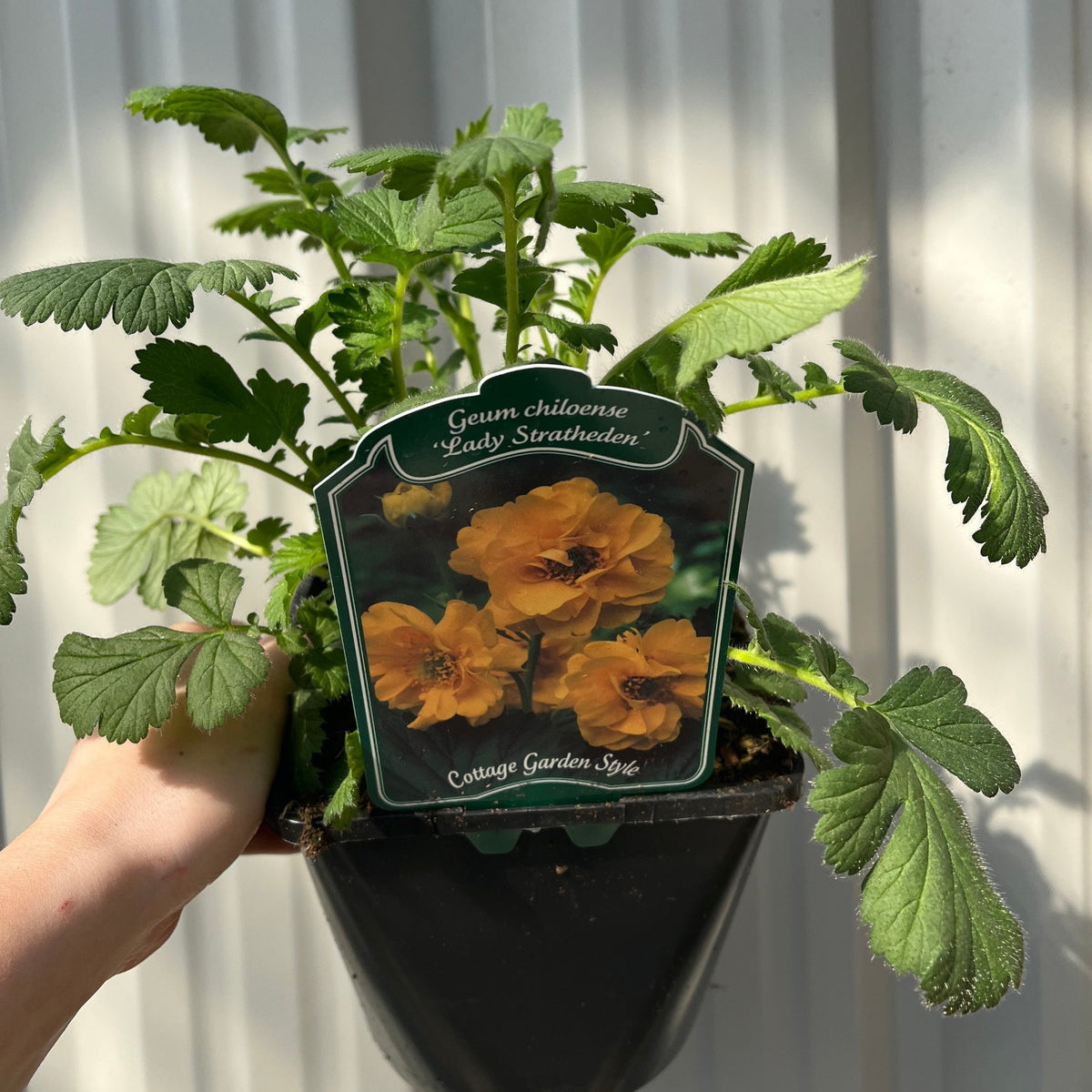 A hand holds a potted Geum &#39;Lady Stratheden&#39; (Various Sizes Available) with green leaves. The label shows yellow-orange flowers, highlighting this vibrant perennial. Bright sunlight casts shadows on the white background.