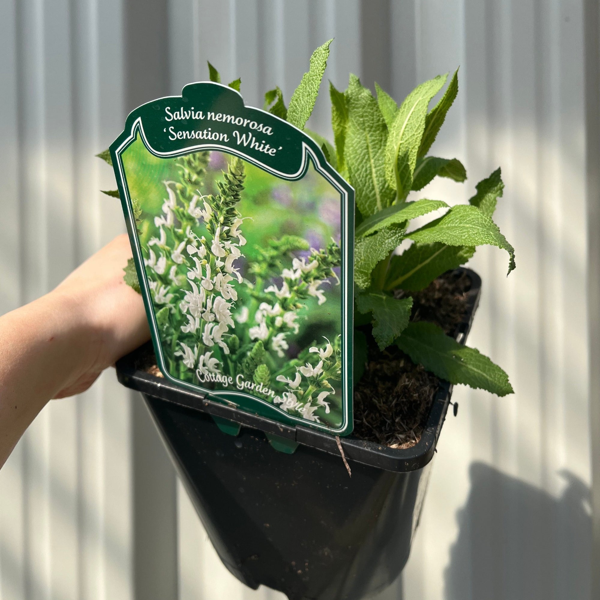 Salvia nemorosa 'Synchro White' 9cm/1.5L/2L