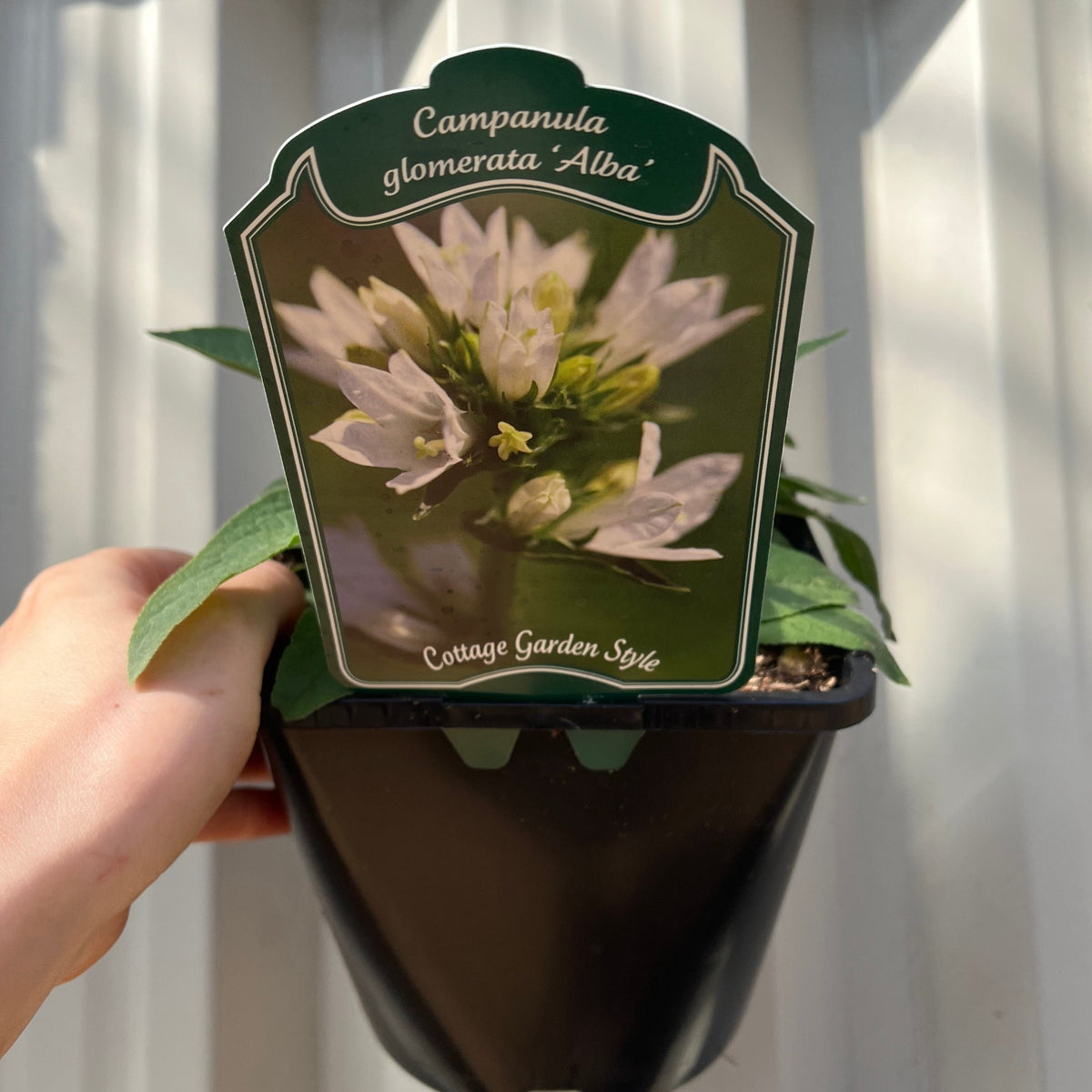 A hand holds a black pot with green leaves and a label for Campanula glomerata &#39;Alba&#39; (White) 9cm/2L, highlighting its charming white perennial flowers—ideal for any cottage garden. The background is a white wall.
