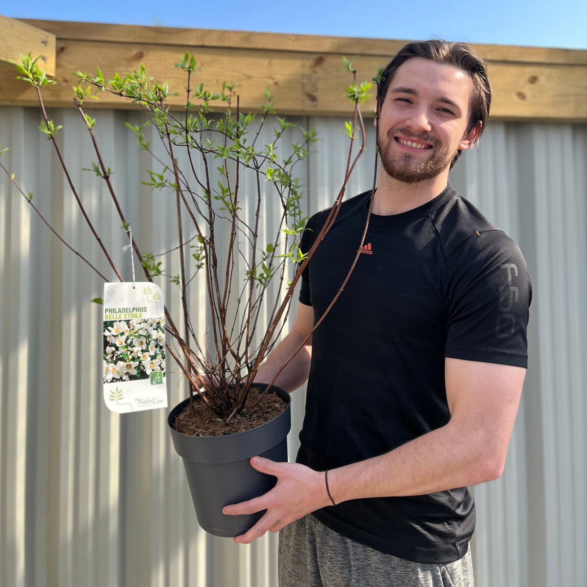Philadelphus &#39;Belle Etoile&#39; 9cm/ 1L / 2L / 4L
