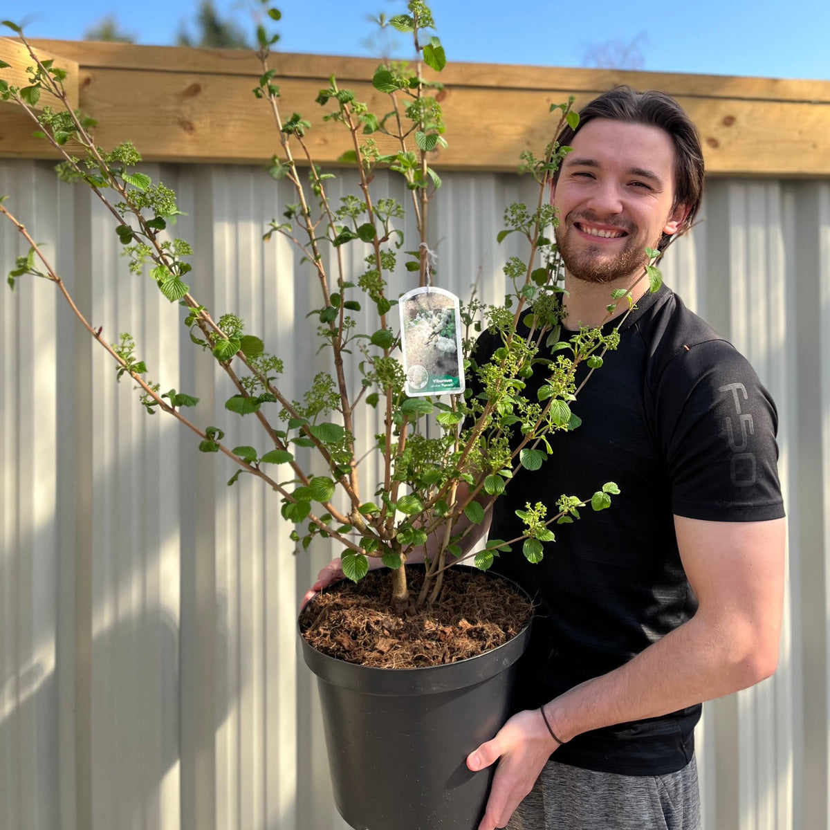 Viburnum plicatum &#39;Popcorn&#39; | 4L / 10L