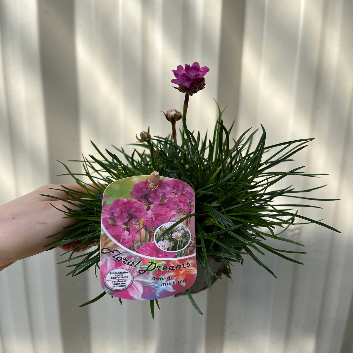 A hand holds an Armeria martima Deep Rose 1L, an evergreen perennial with spiky green leaves and pink blooms, ideal for rock gardens. The colorful Floral Dreams label shows an image of the plant’s flowers.