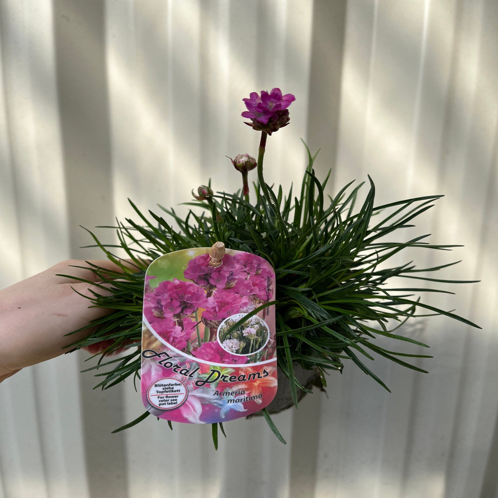 Bright pink, round-clustered flowers bloom on tall green stems—Armeria martima Deep Rose 1L, an evergreen perennial ideal for rock gardens—shown against a blurred green background of grass and other blooms.