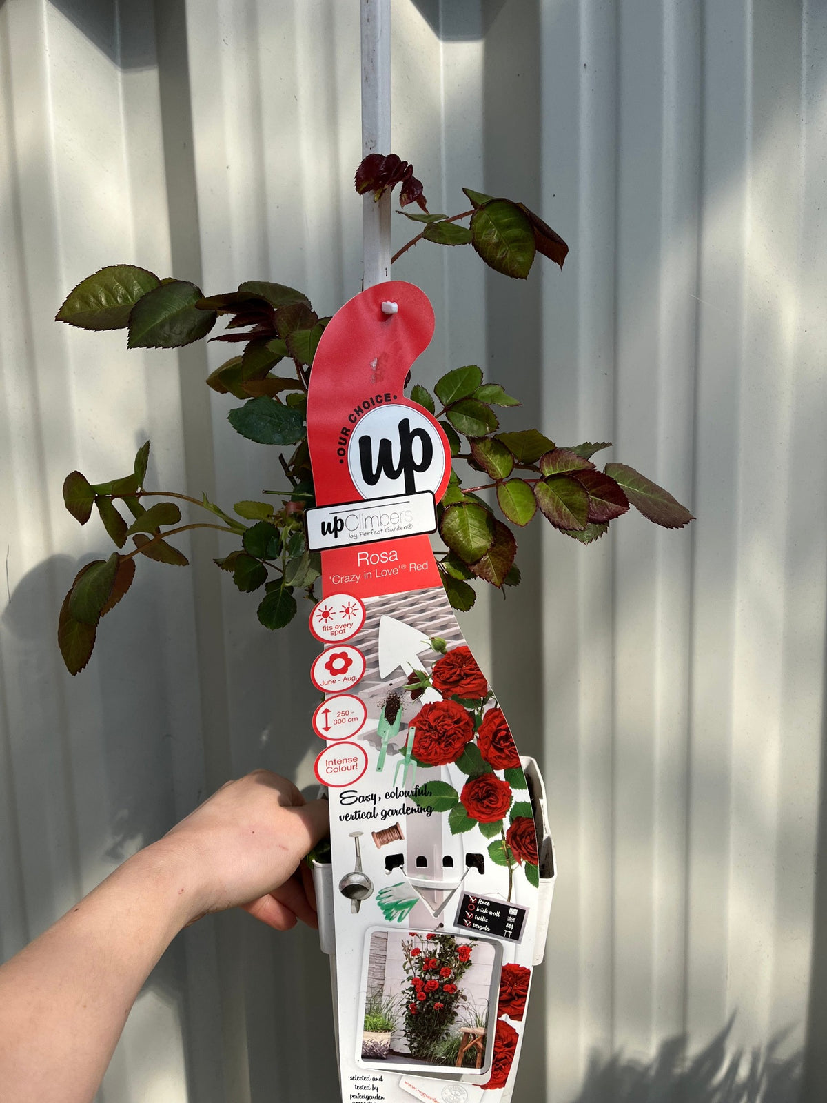 A hand holds a &#39;Climbing Rose Crazy in Love - Red 2L&#39; label with red rose images and care details, attached to a young green-leafed plant, promising vibrant blooms against a corrugated metal background.