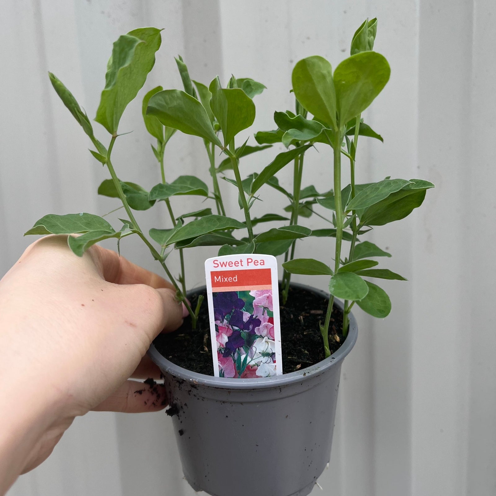3 x 9cm Pots of Mixed Sweet Peas